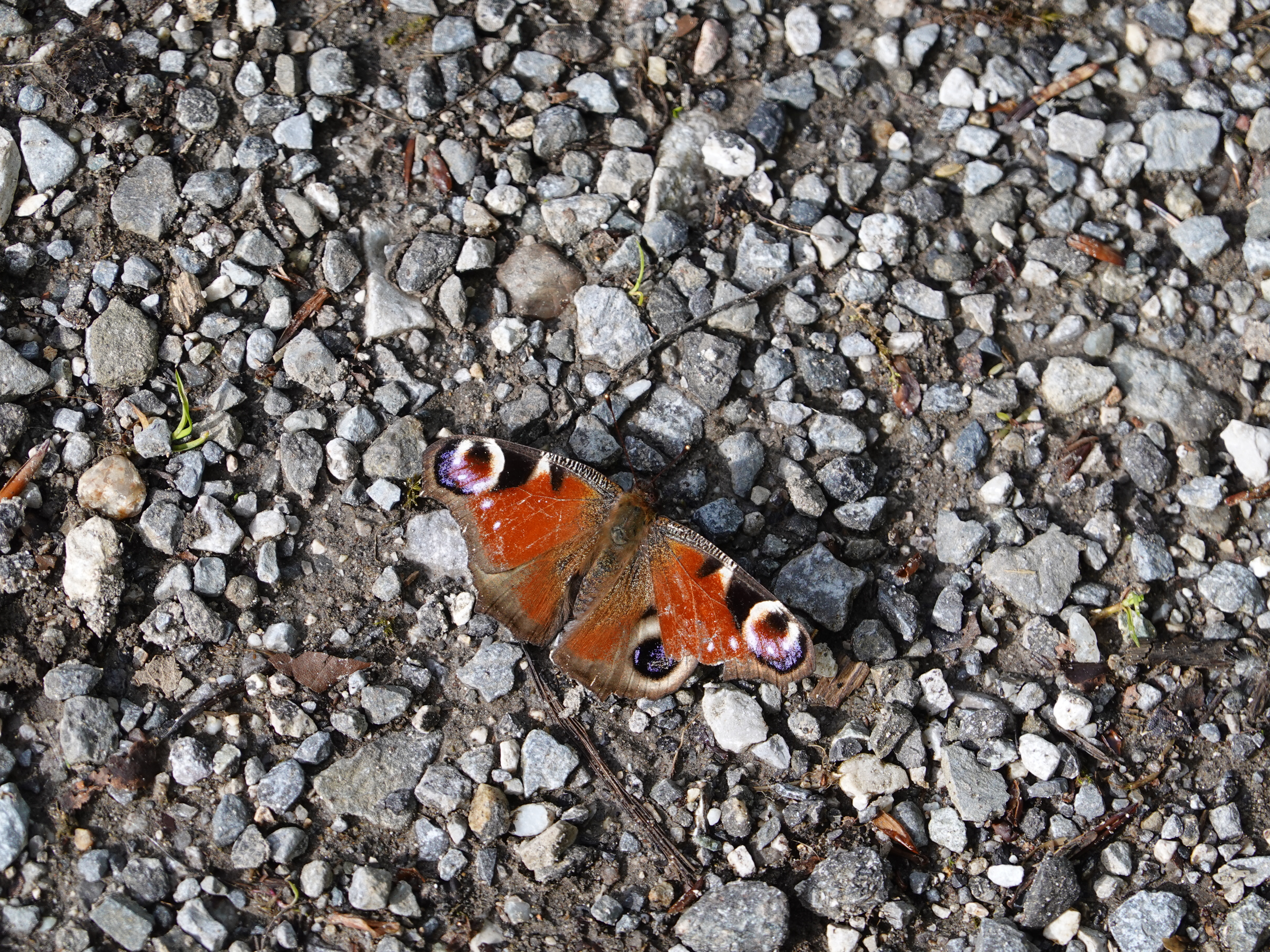 Butterfly Insect Pebbles Stones Macro