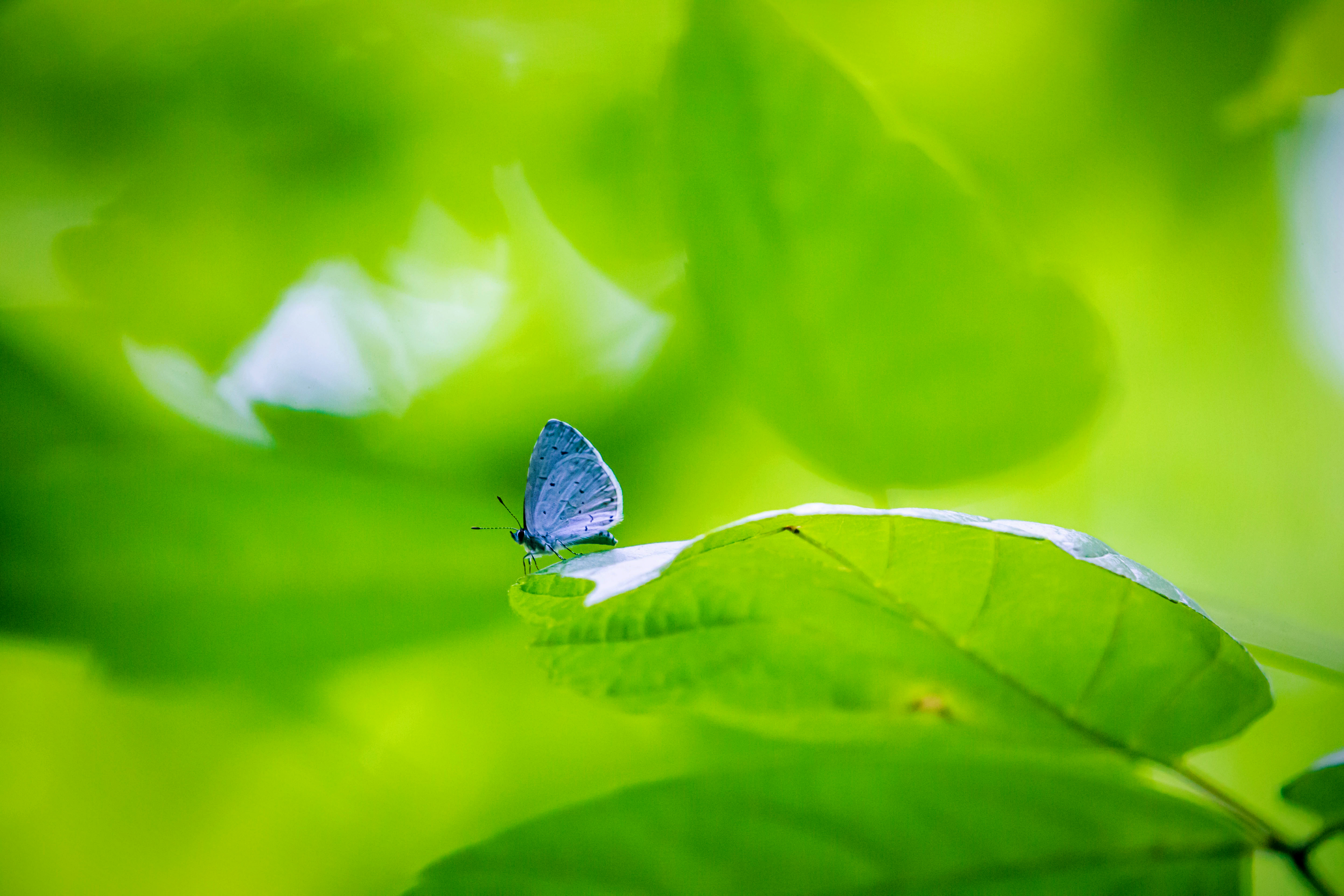 Butterfly Insect Plant Leaf Macro