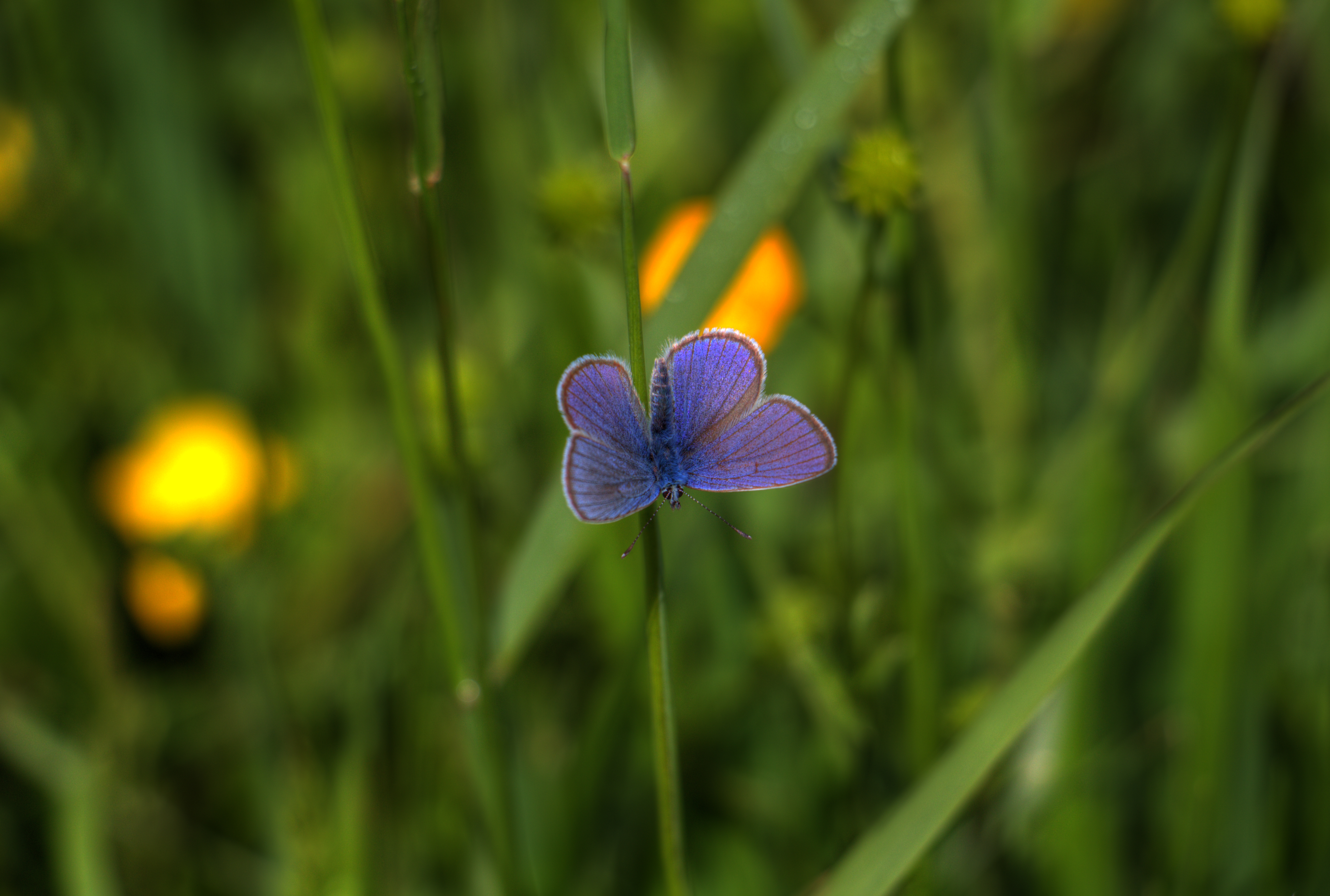 Butterfly Insect Plant Stem Macro