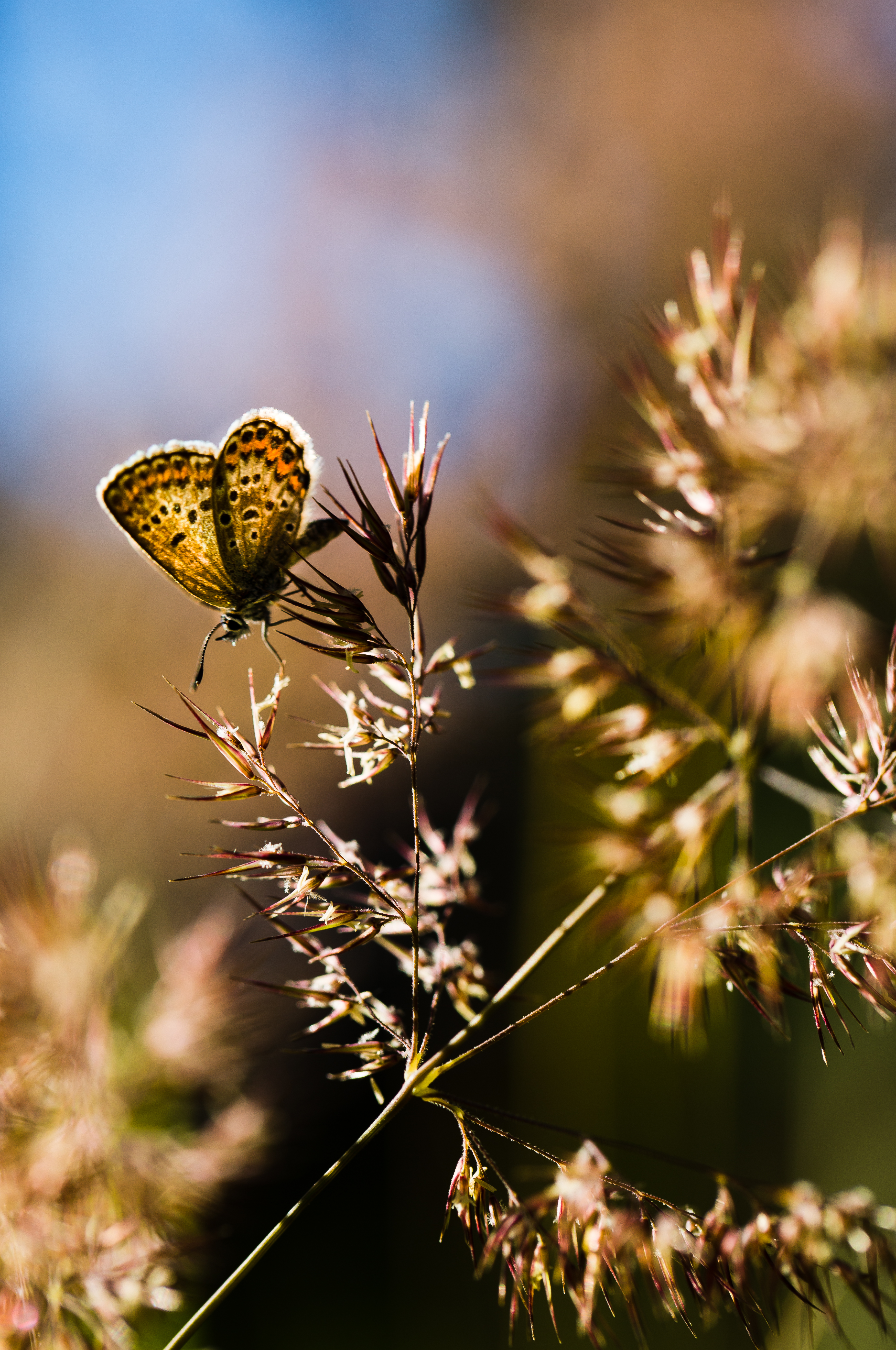 Butterfly Insect Plants Macro