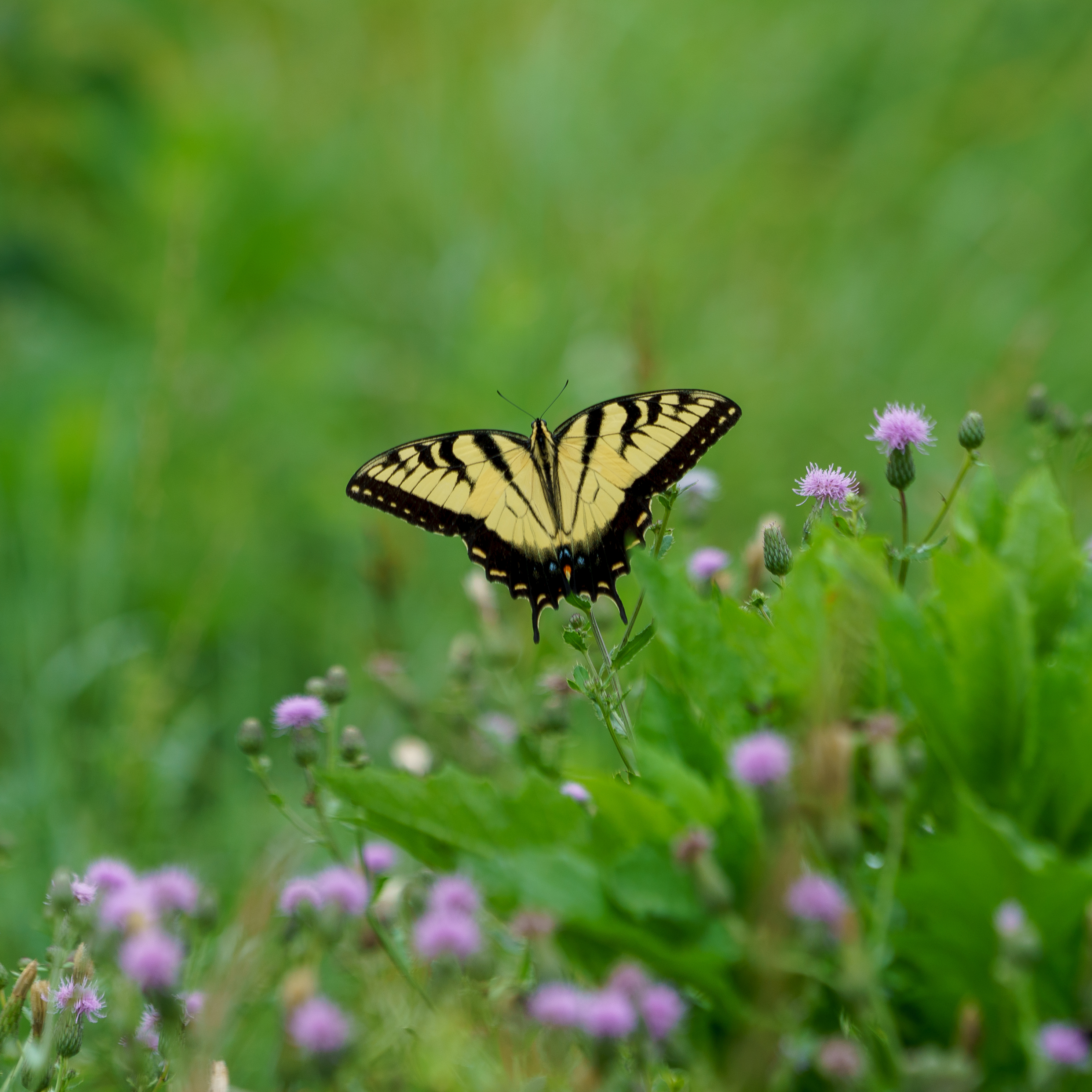 Butterfly Insect Plants Macro Blur