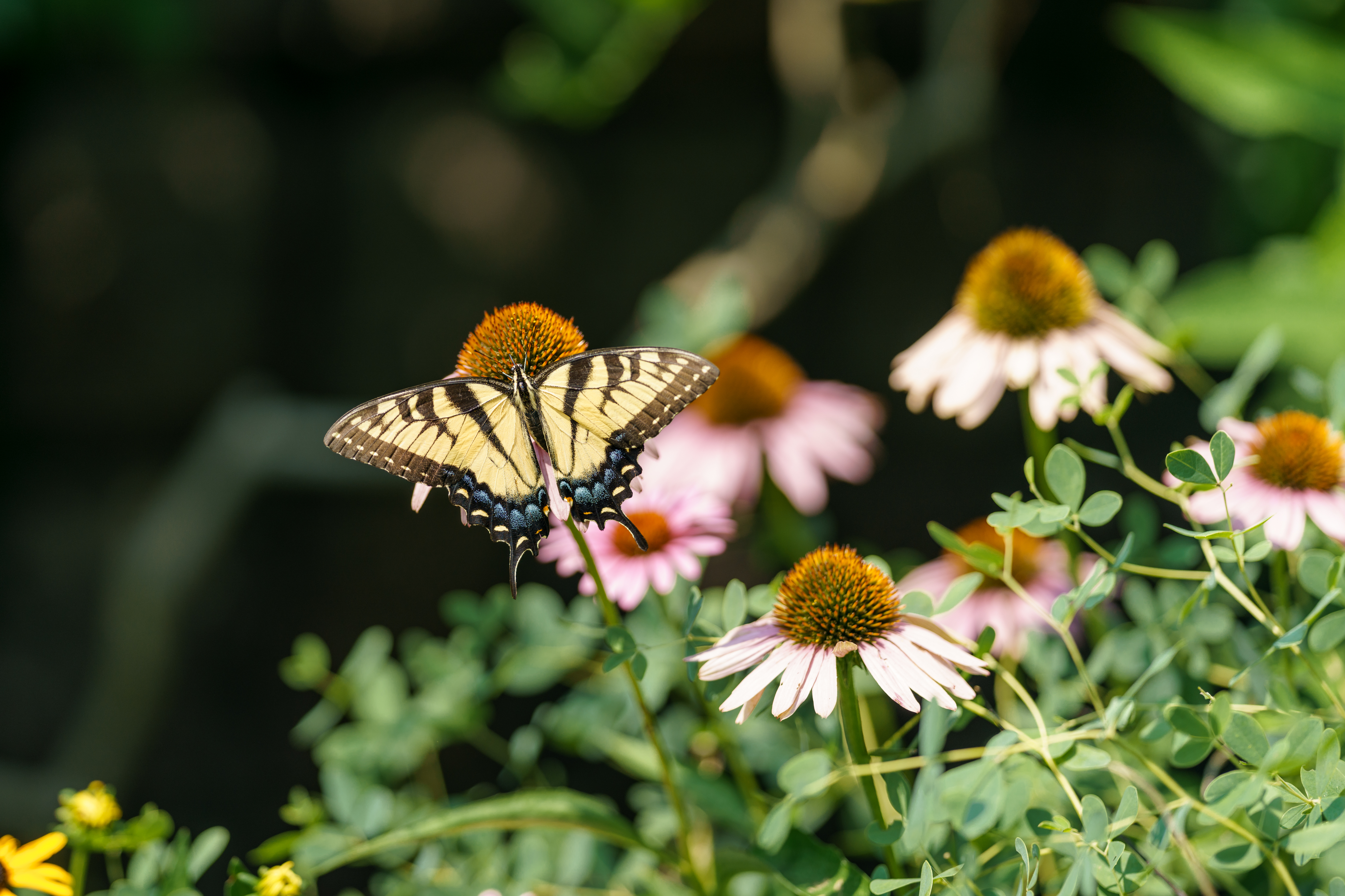 Butterfly Insect Wings Flowers Plants Macro