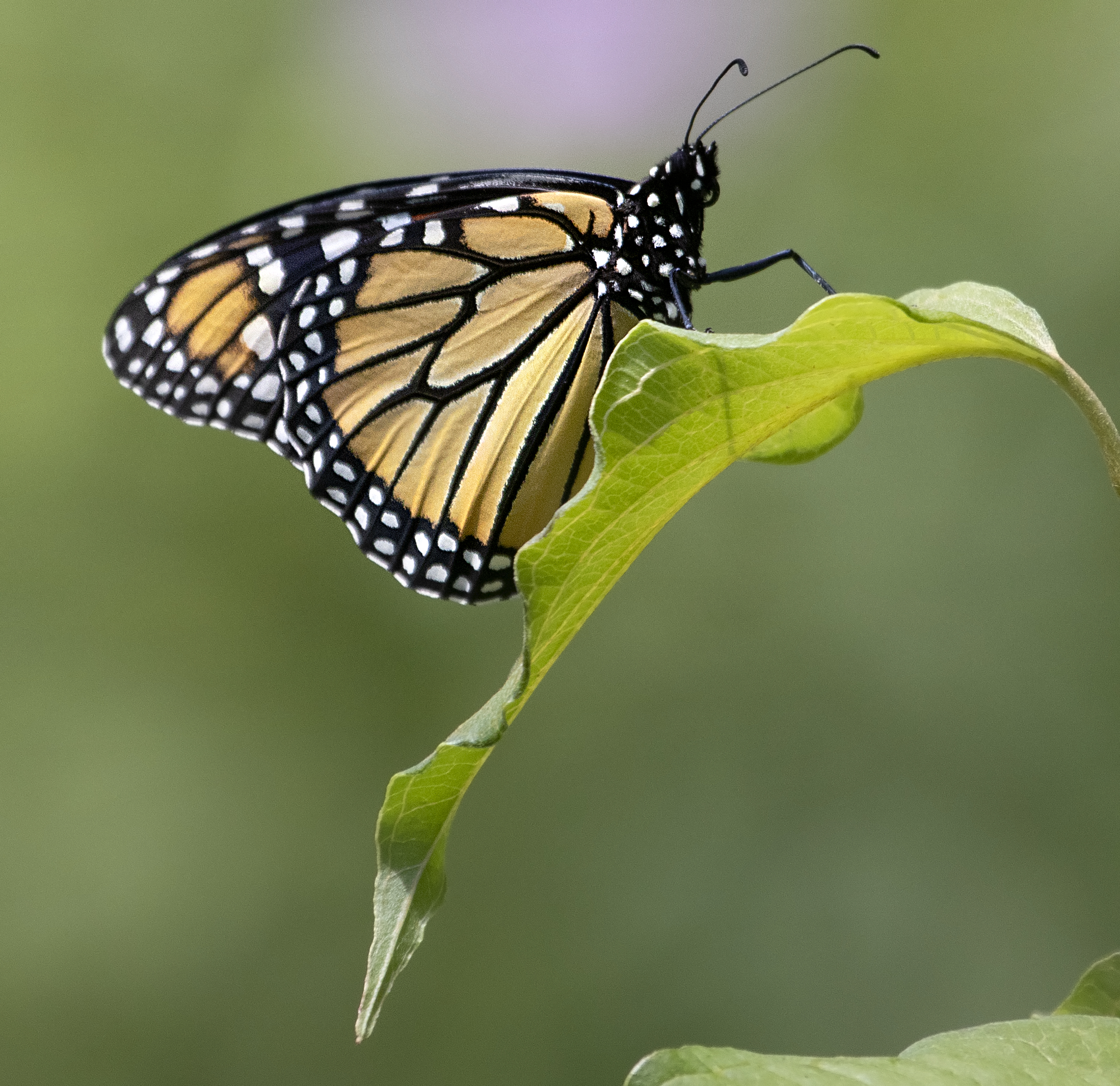 Butterfly Insect Wings Leave Macro