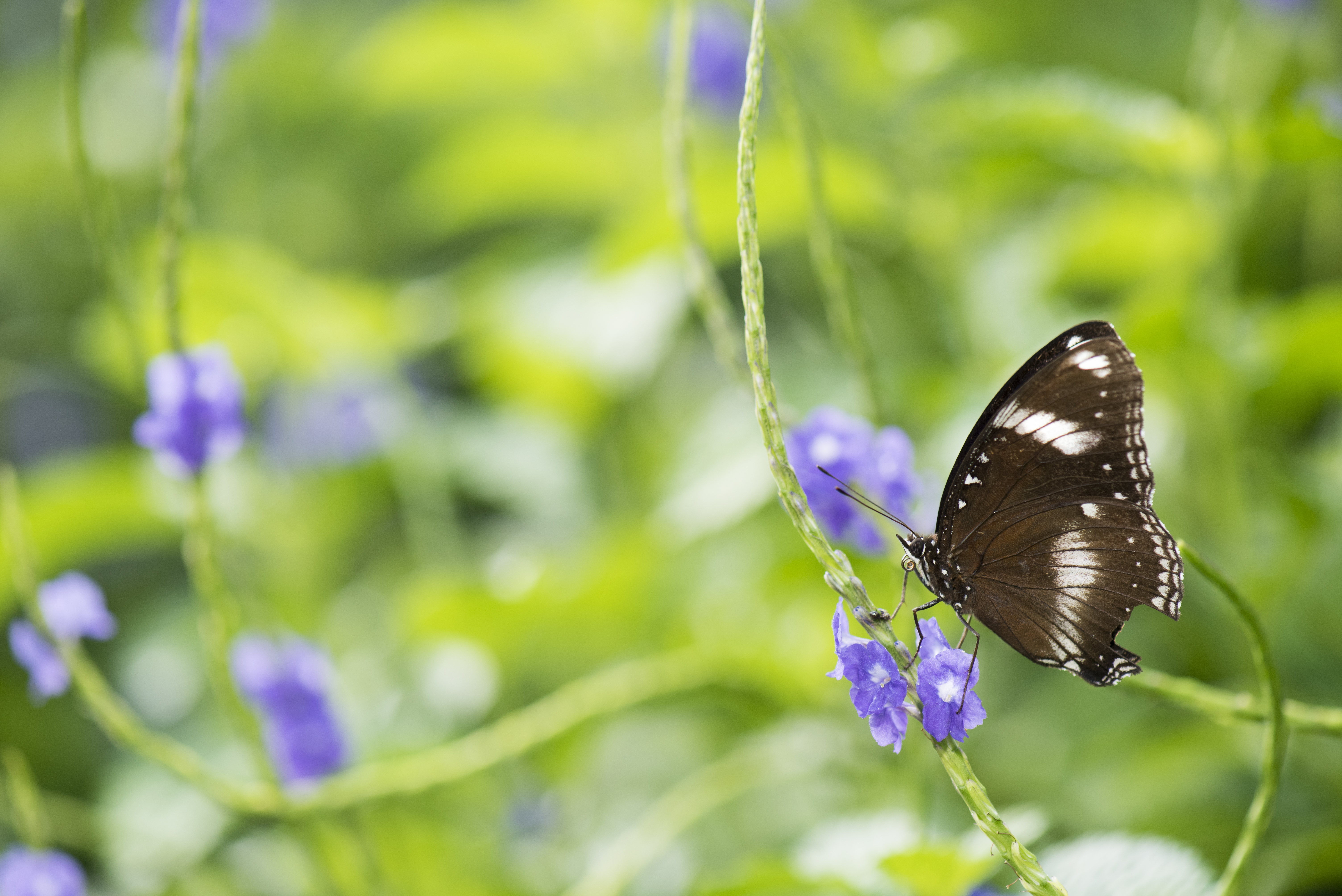 Butterfly Insect Wings Plant Macro Blur