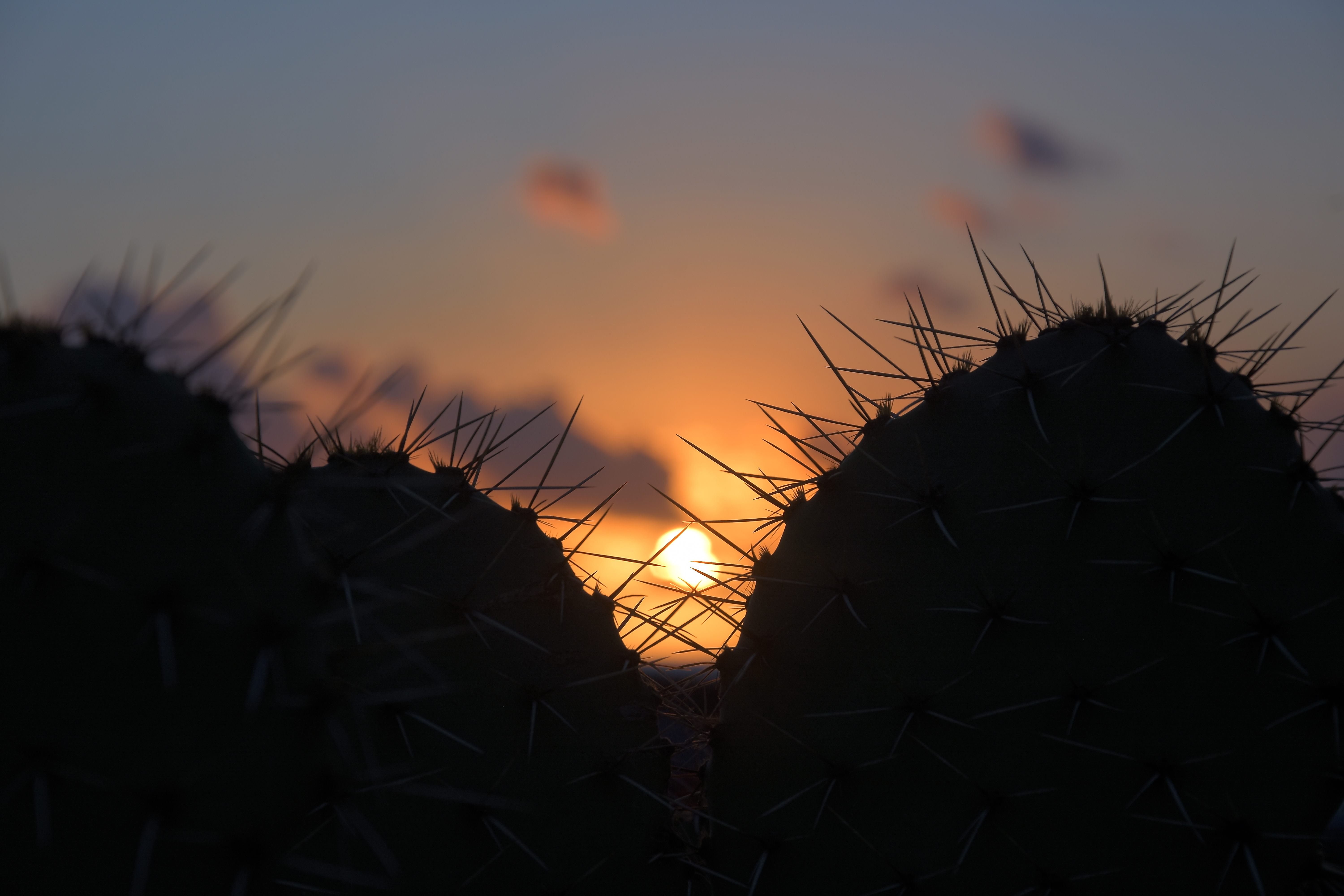 Cacti Silhouettes Sun Sunset Dark