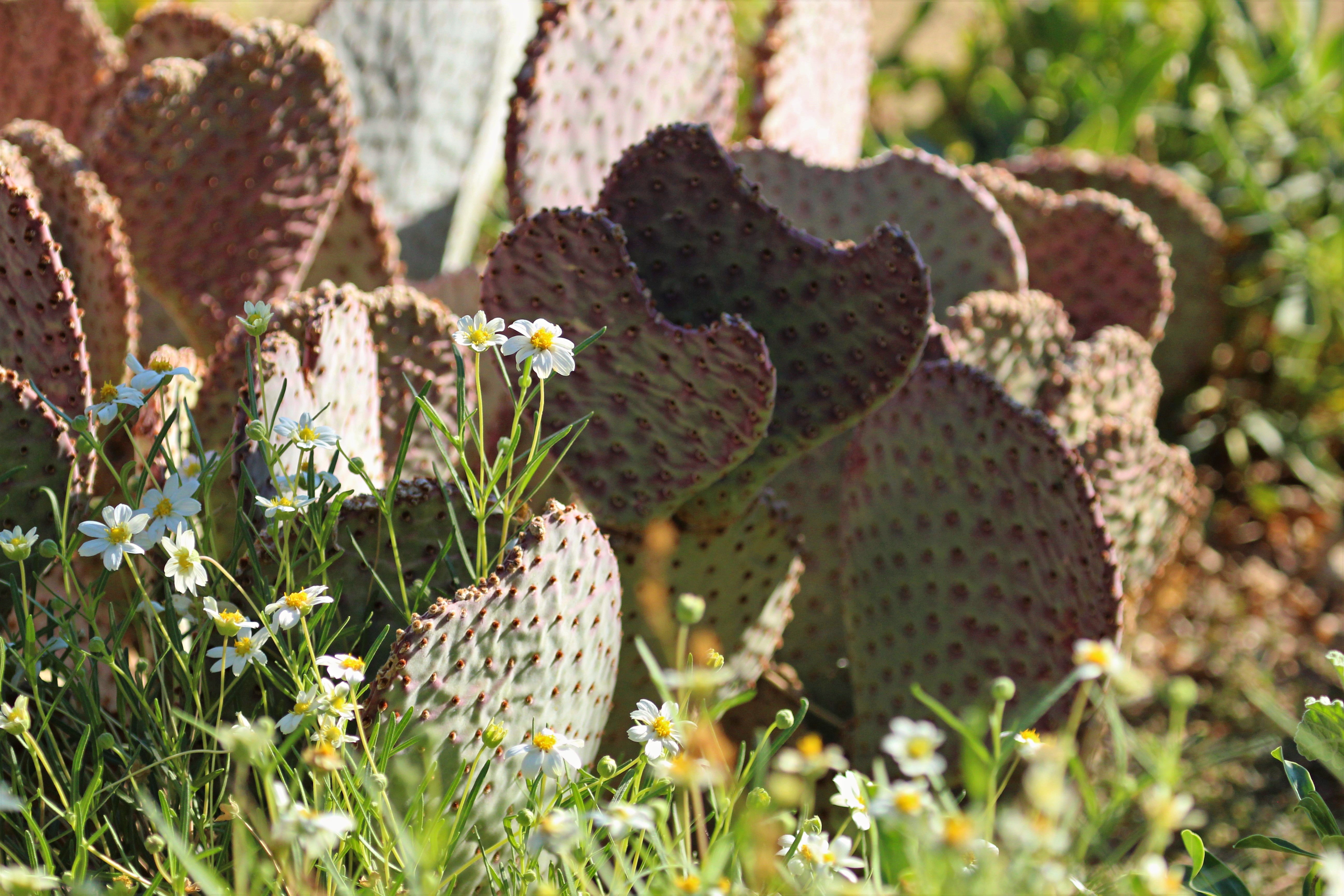 Cactus Flowers Plants Macro