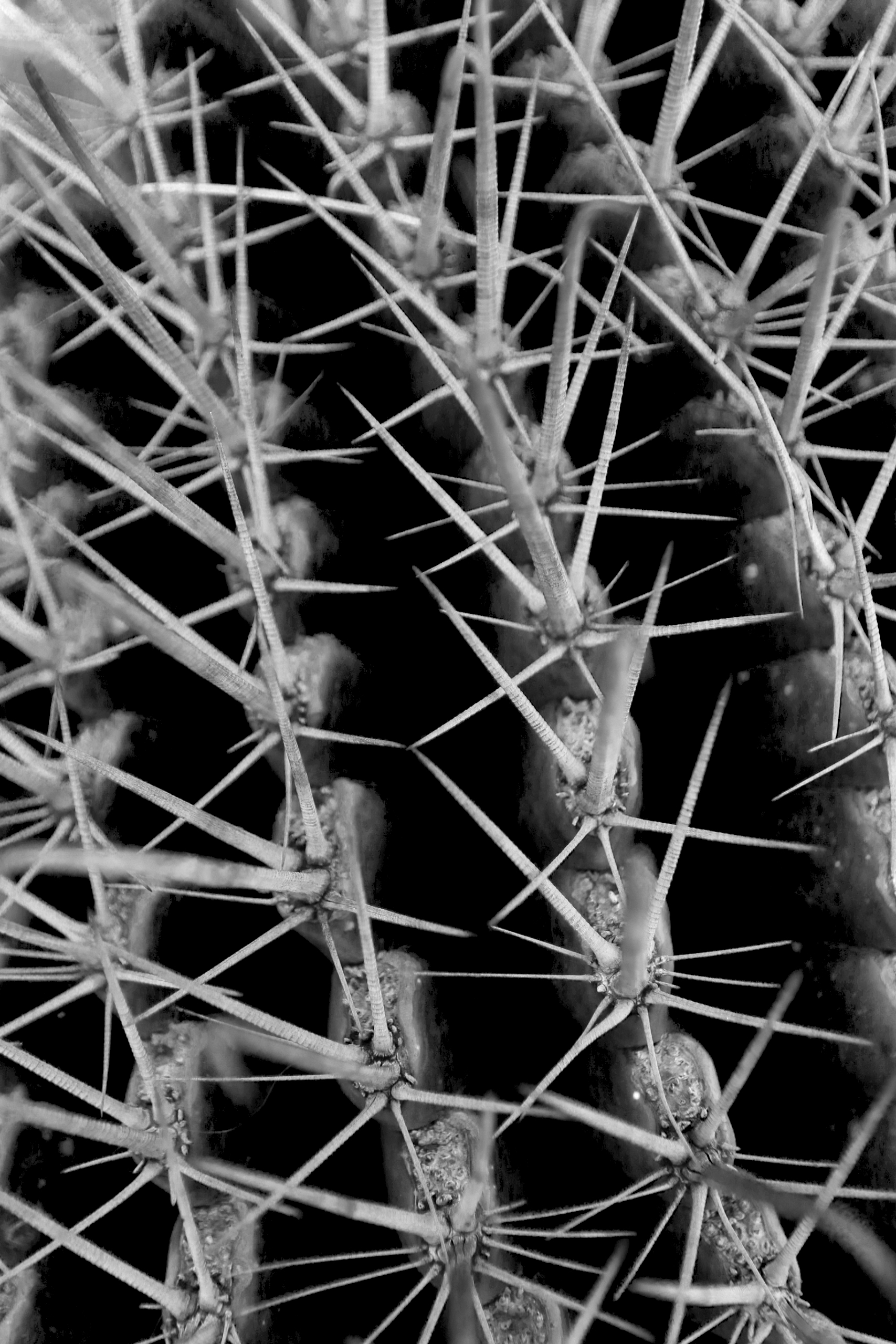 Cactus Needles Macro Black-and-white