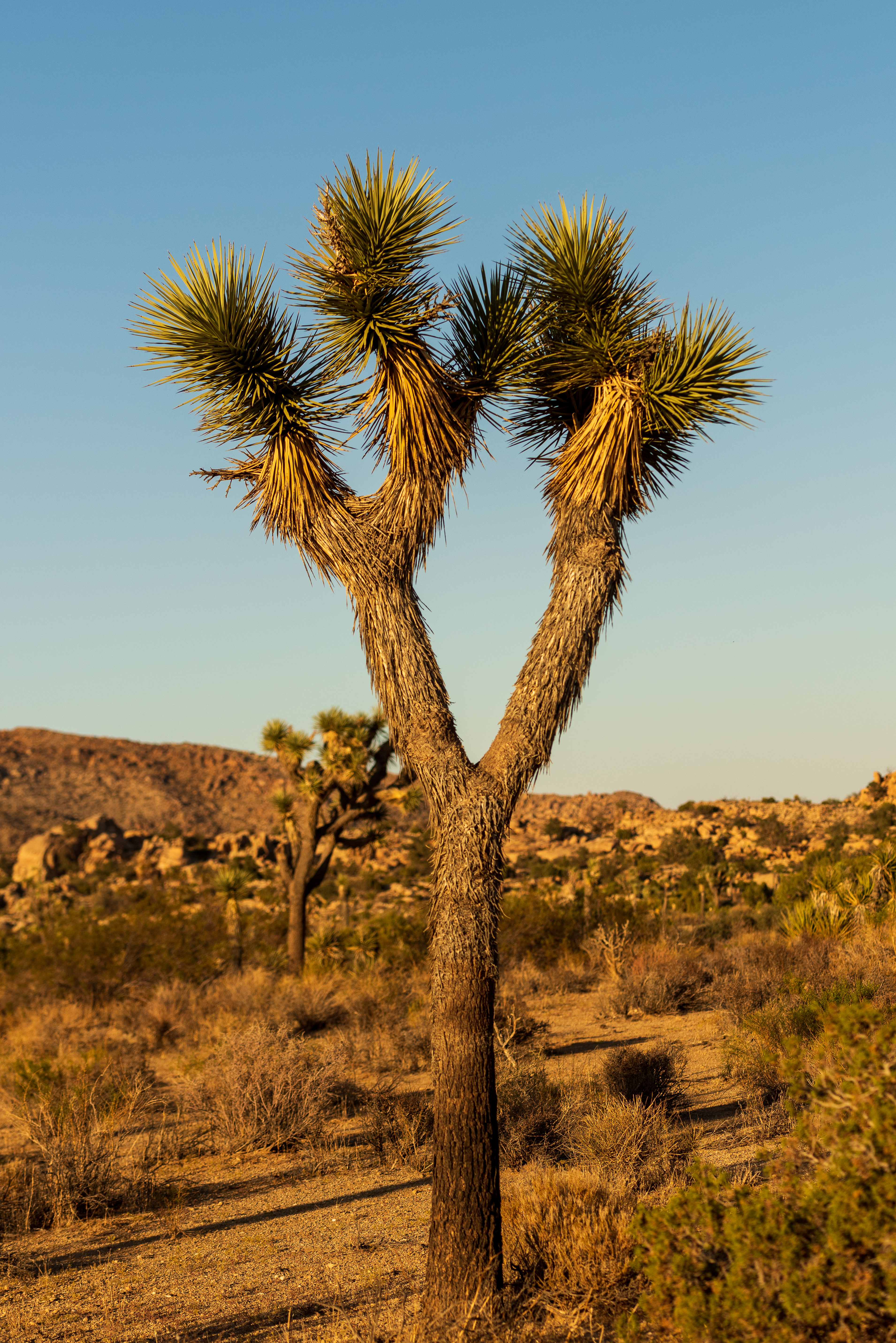 Cactus Needles Plant Desert Nature