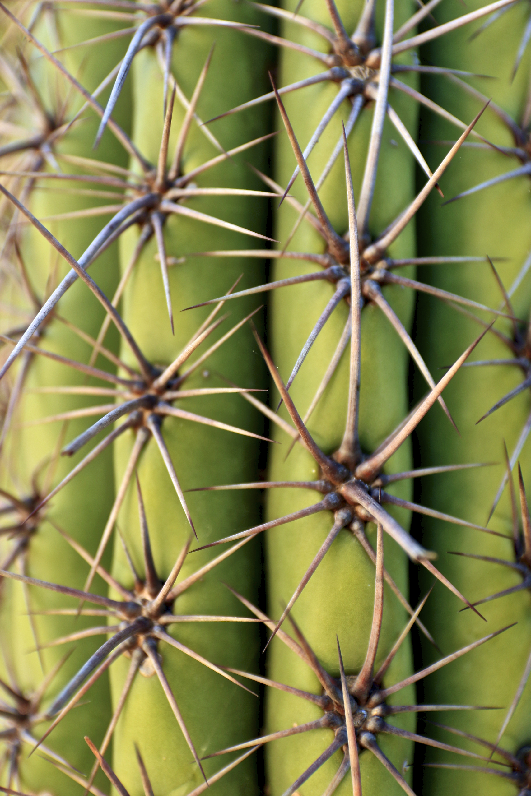 Cactus Needles Plant Macro Green