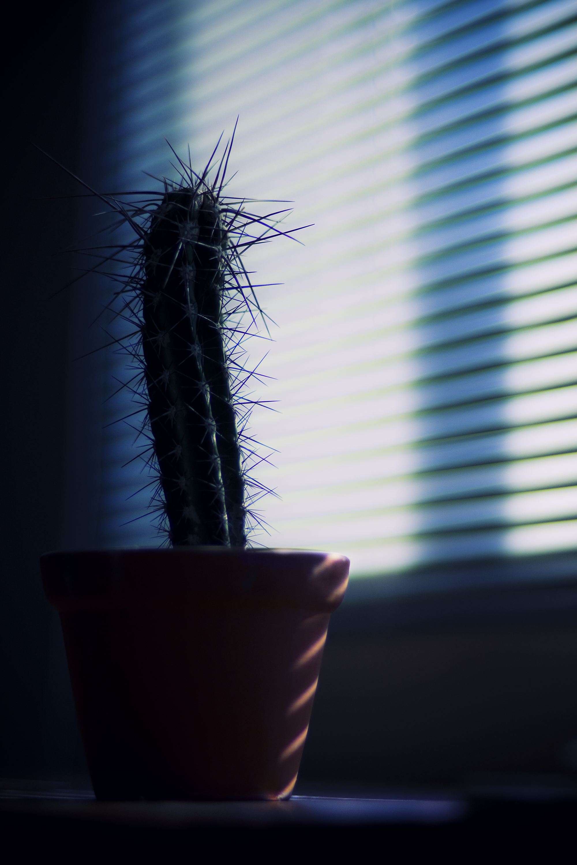 Cactus Needles Plant Pot Shadow Dark