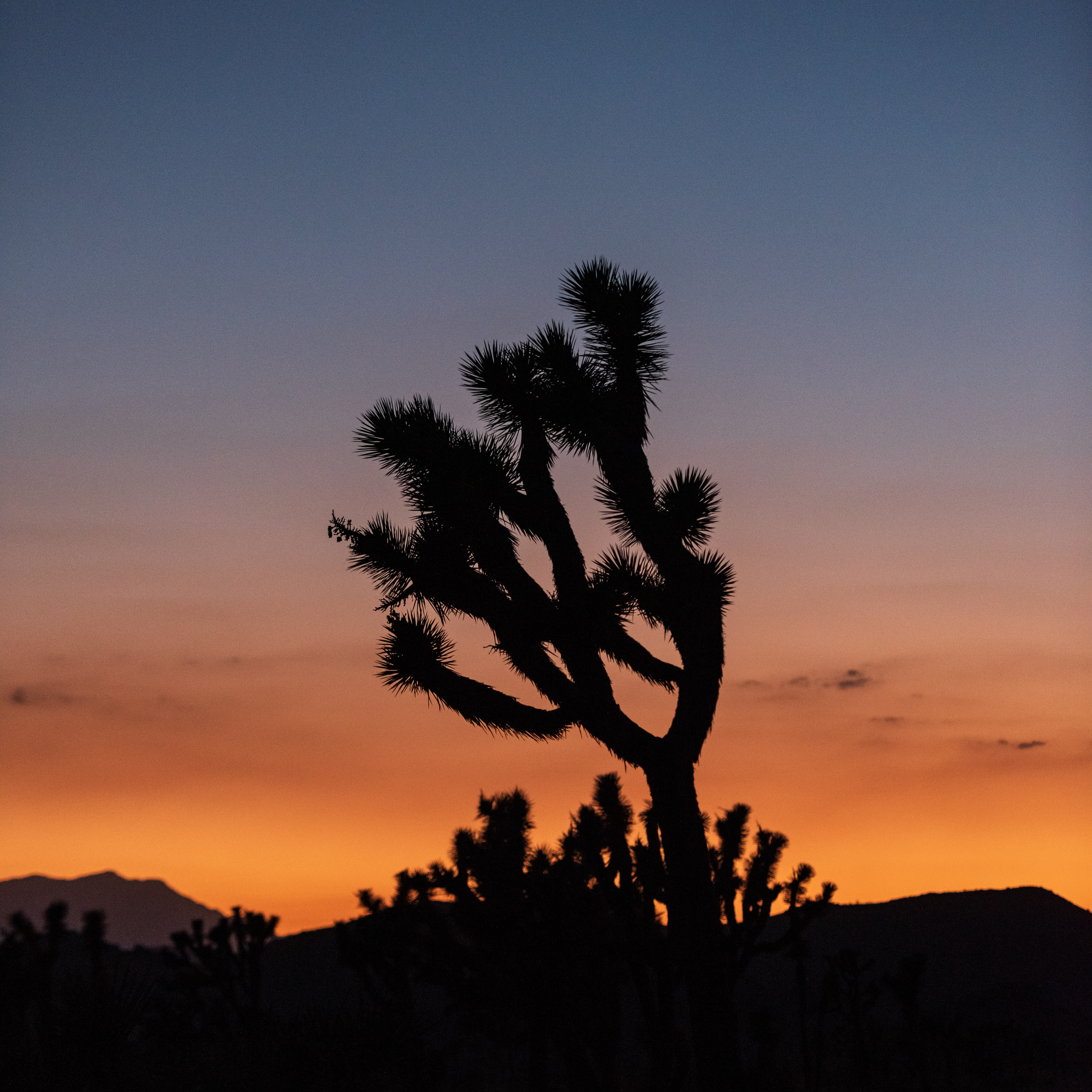 Cactus Plant Silhouette Sunset Dark