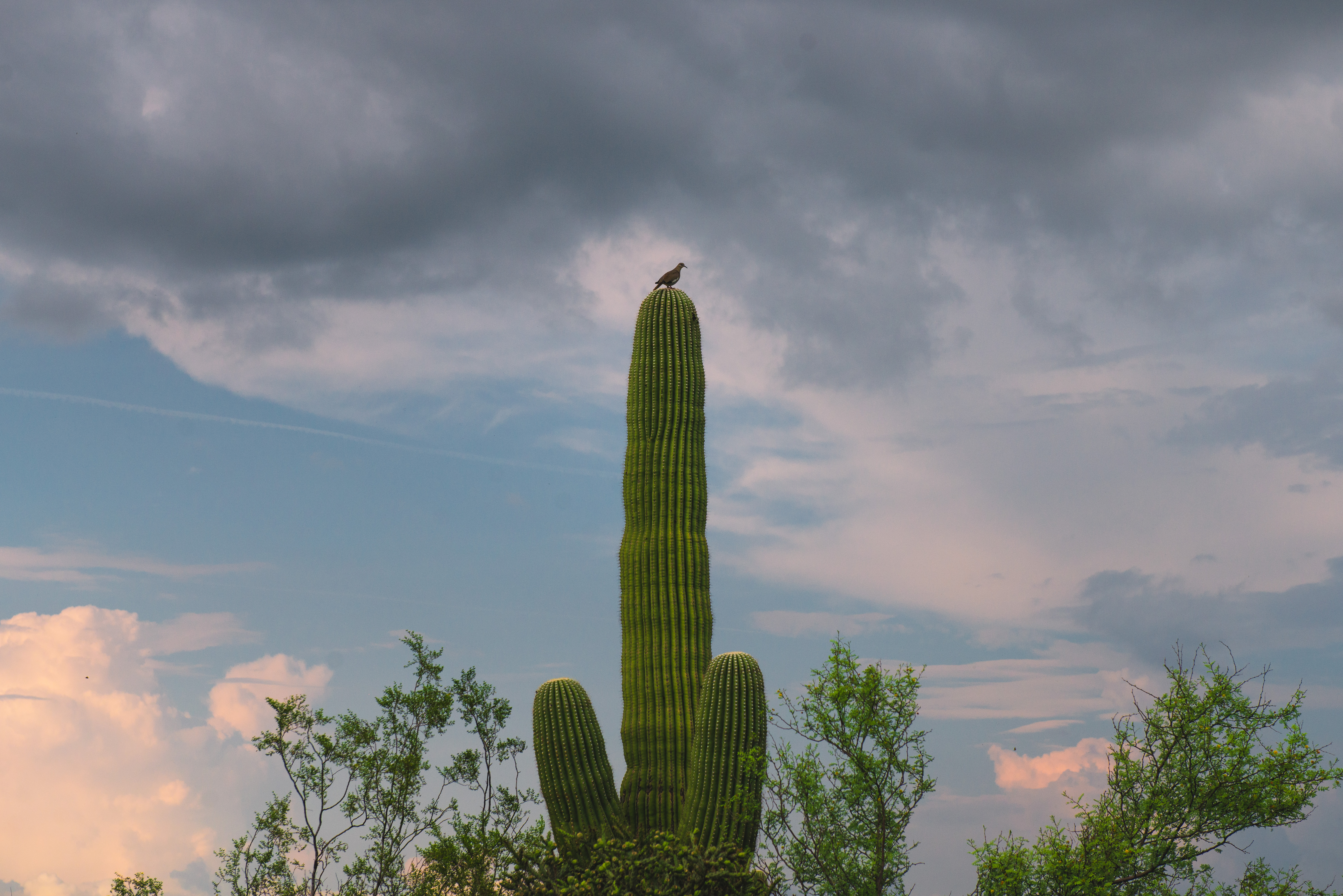 Cactus Plant Trees Bird Clouds Nature