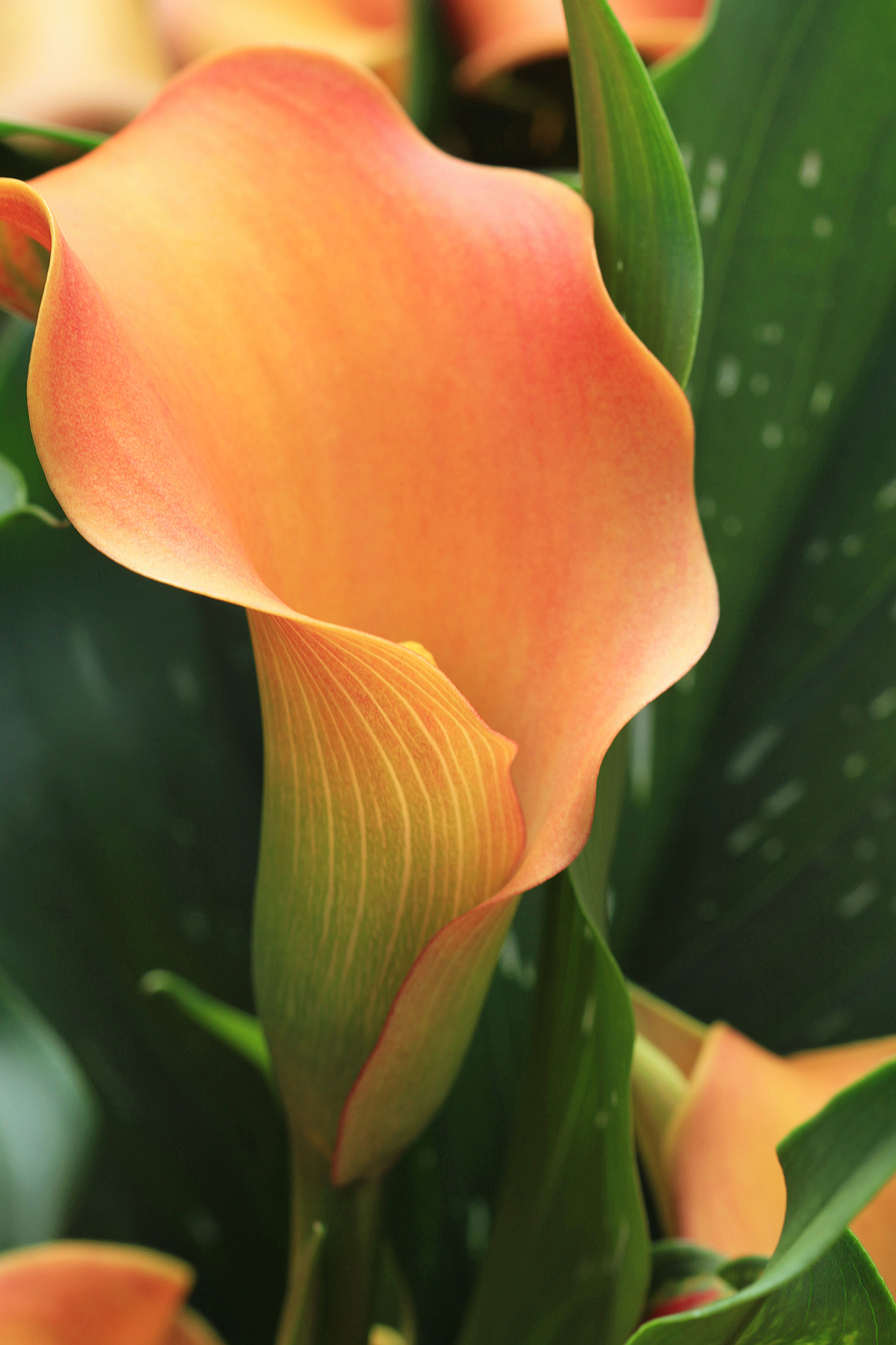 Calla Flower Orange Plant