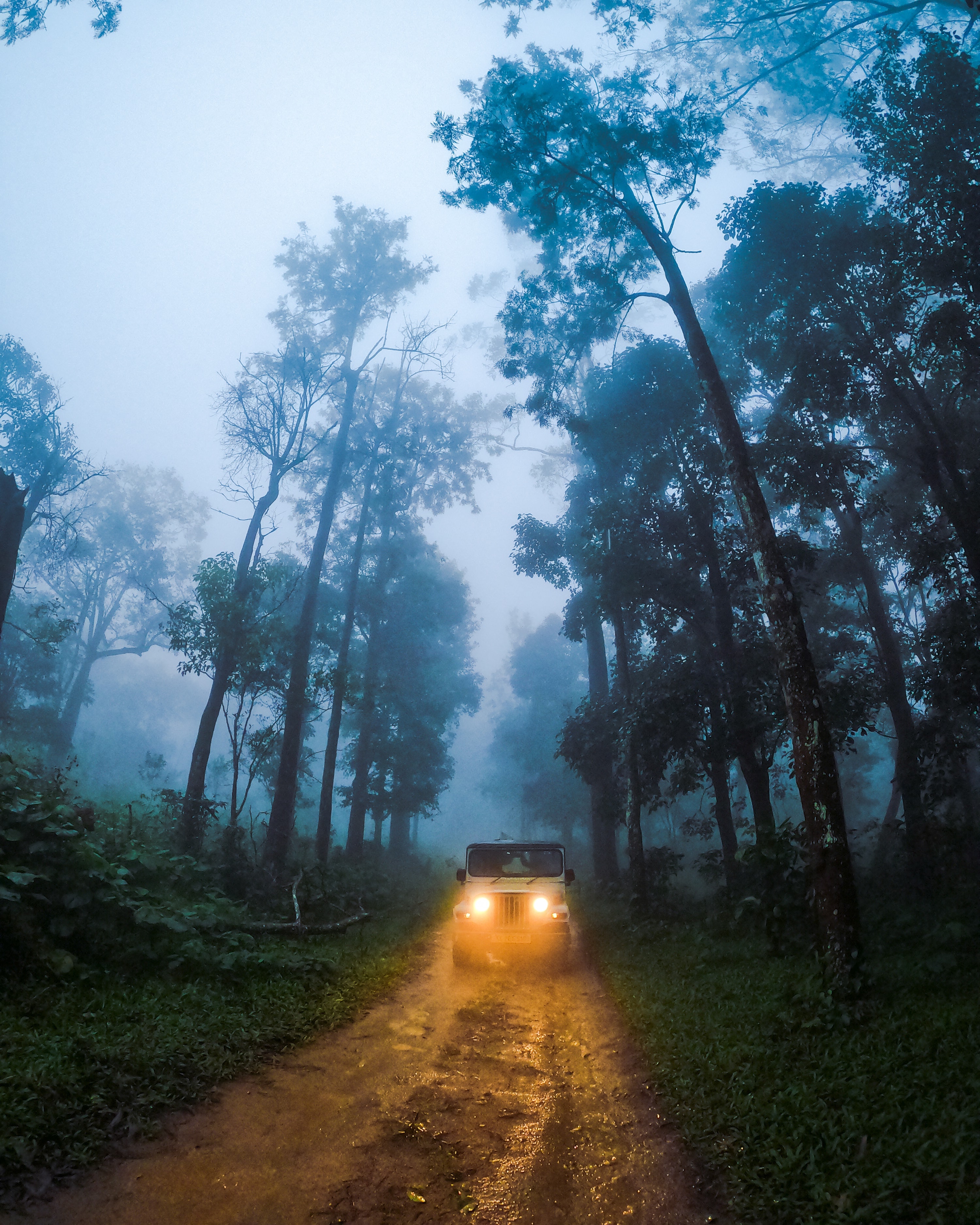 Car Suv Road Forest Fog