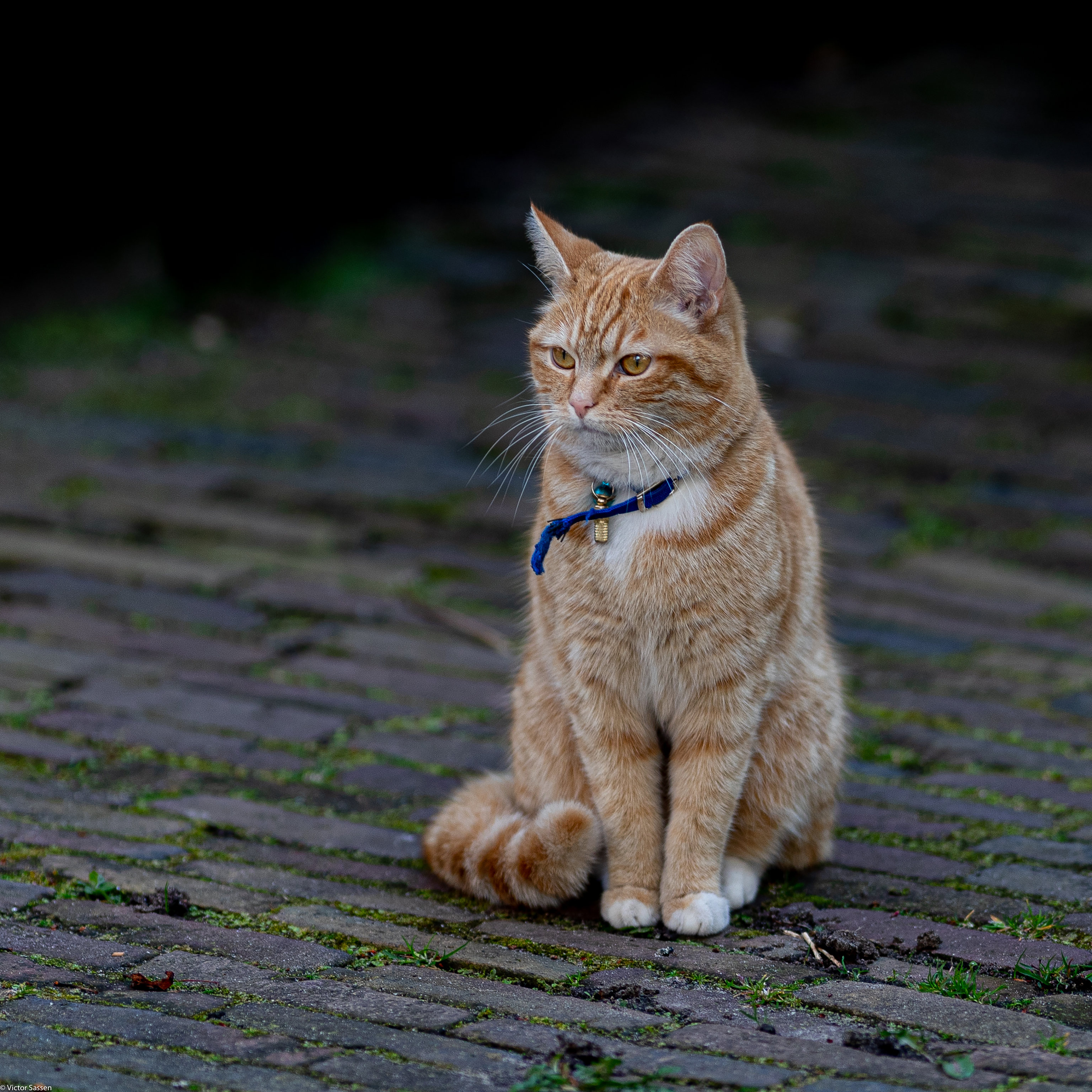 Cat Animal Pet Brown Collar