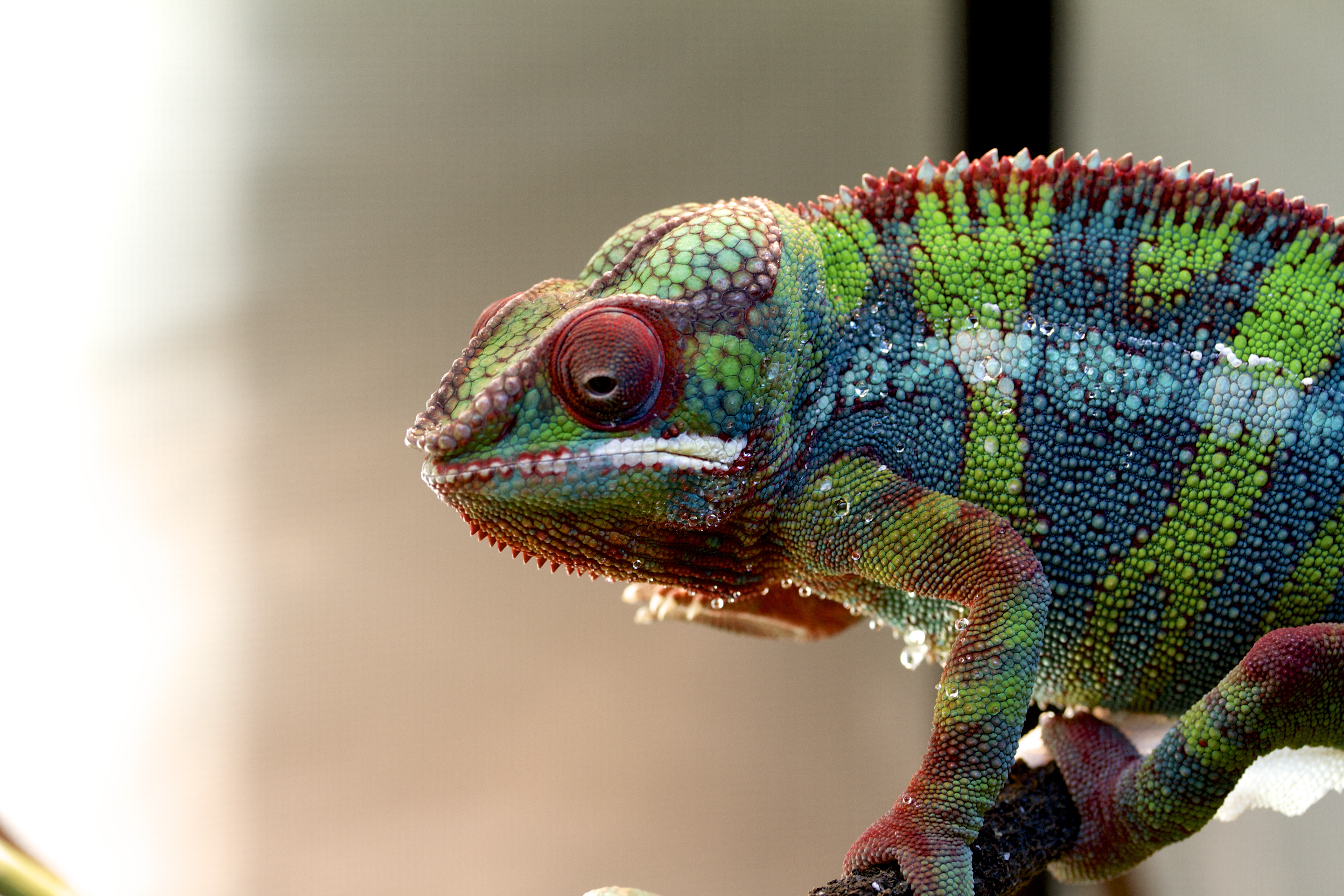 Chameleon Lizard Reptile Colorful