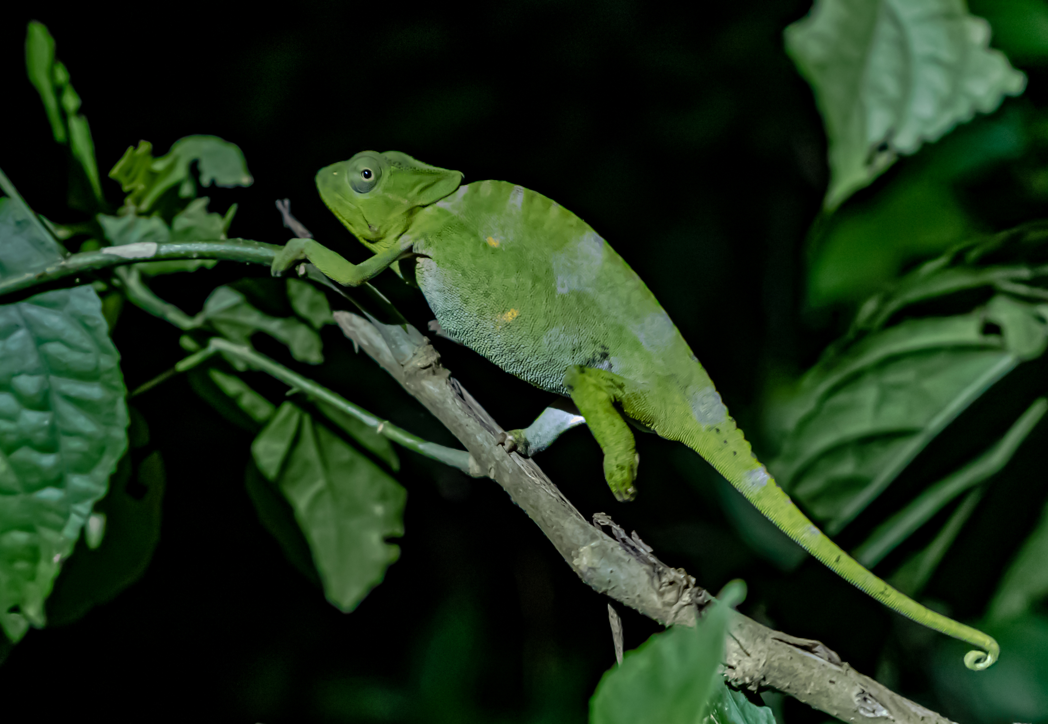 Chameleon Reptile Lizard Branch Green