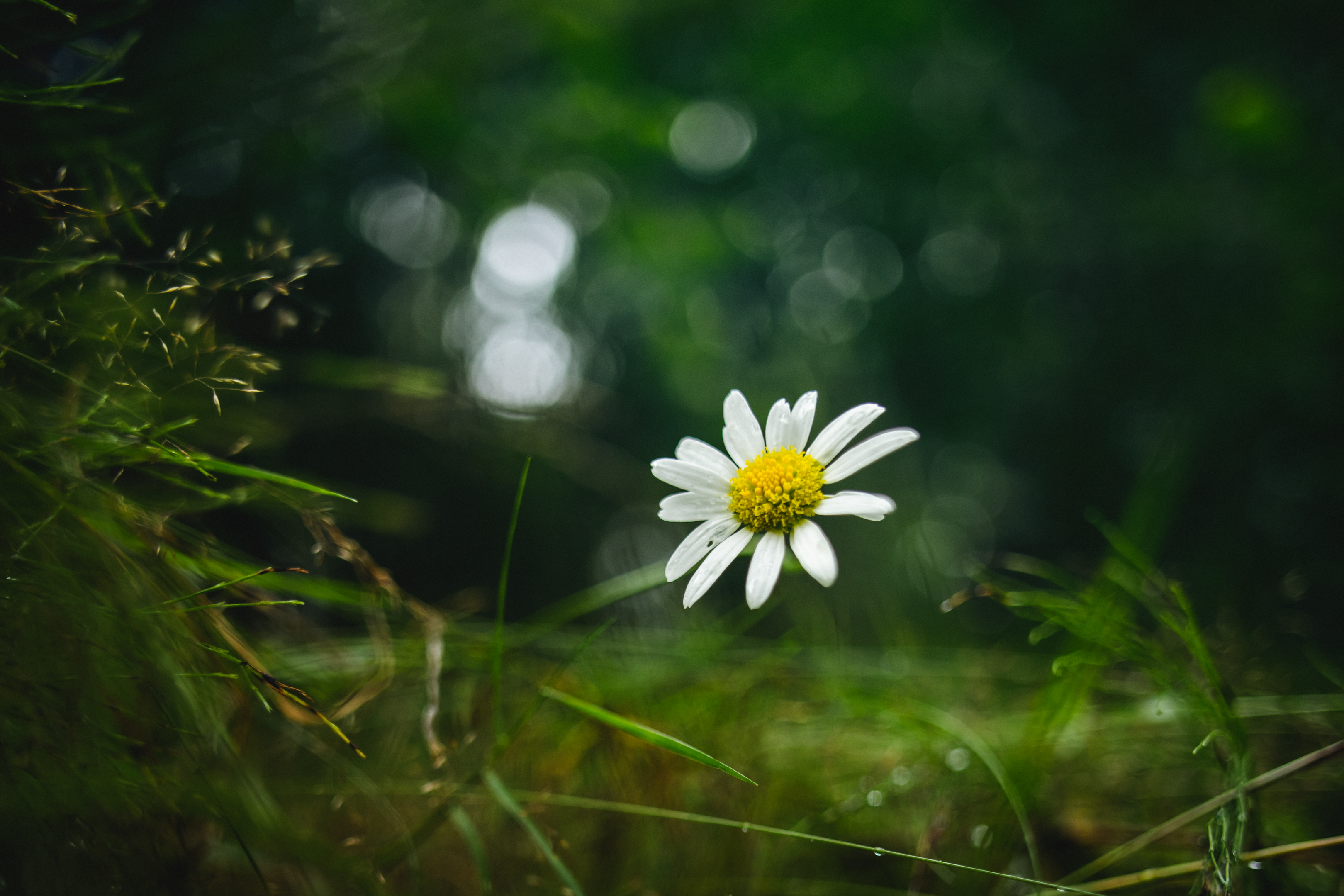 Chamomile Flower Petals Macro Green