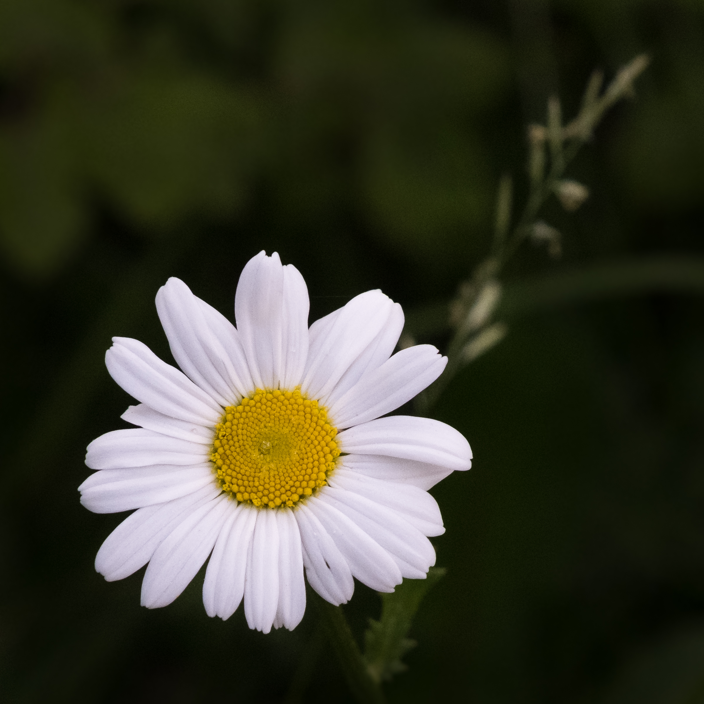 Chamomile Flower Petals Plant Macro