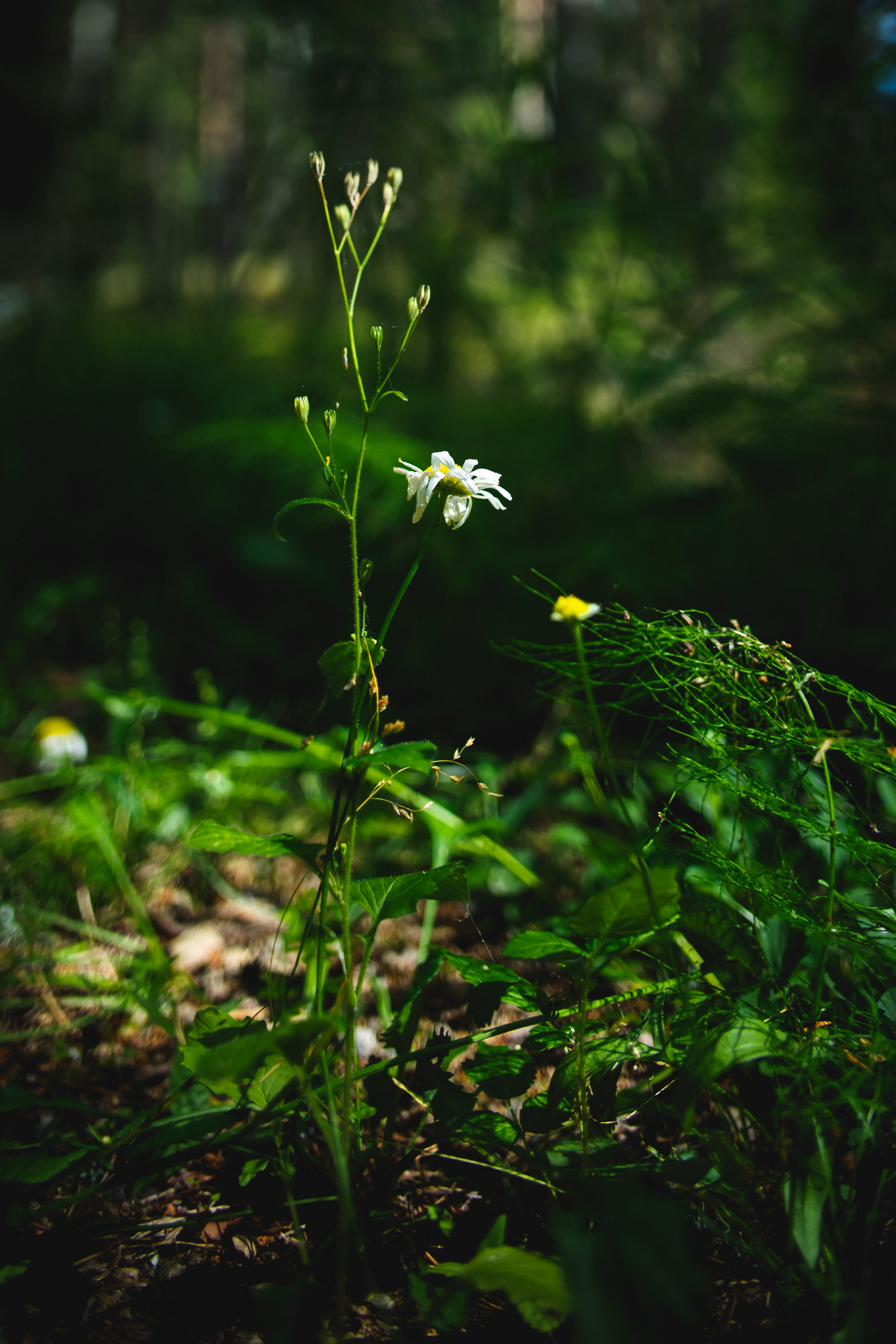 Chamomile Flower Plants Macro