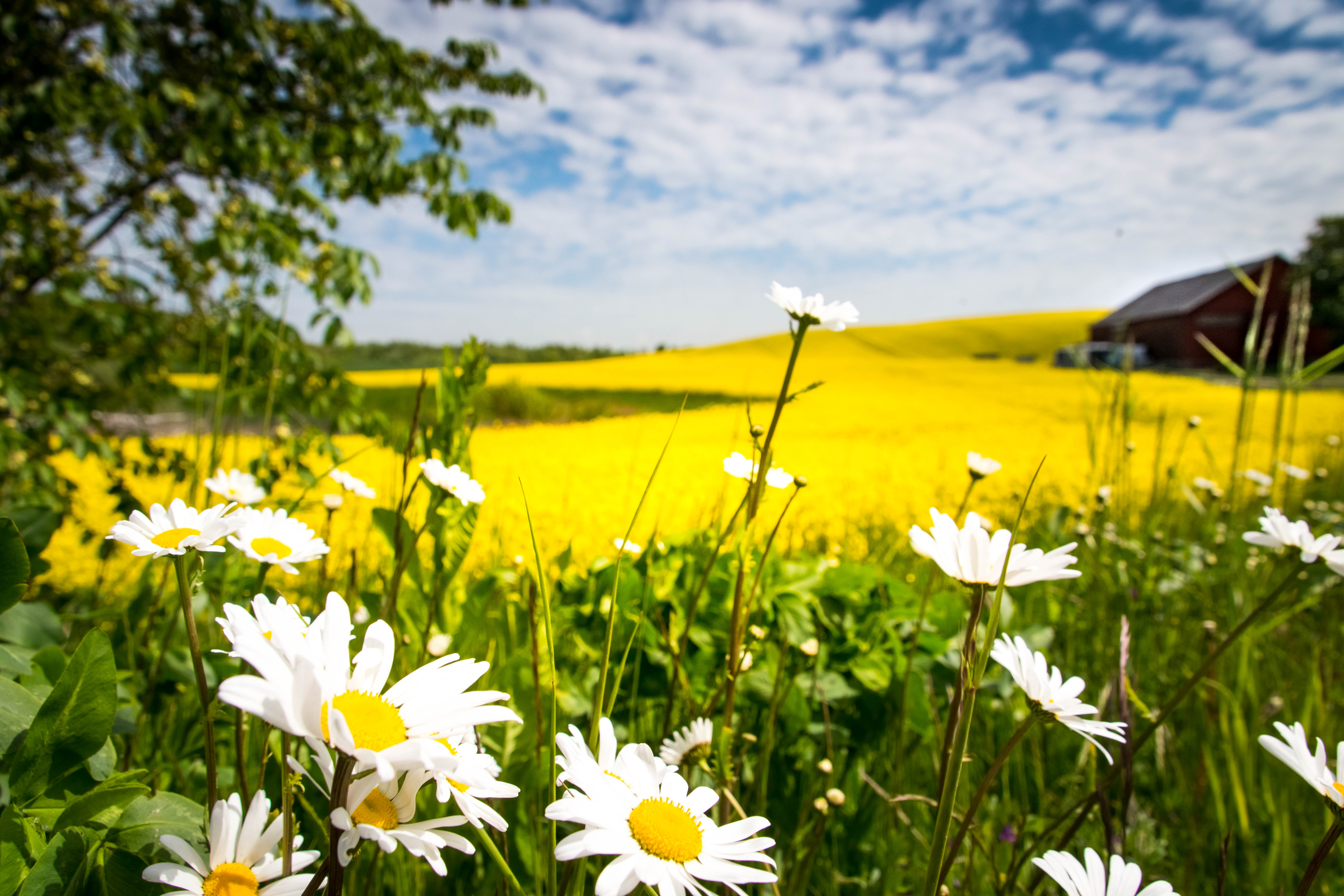 Chamomile Flowers Field Landscape