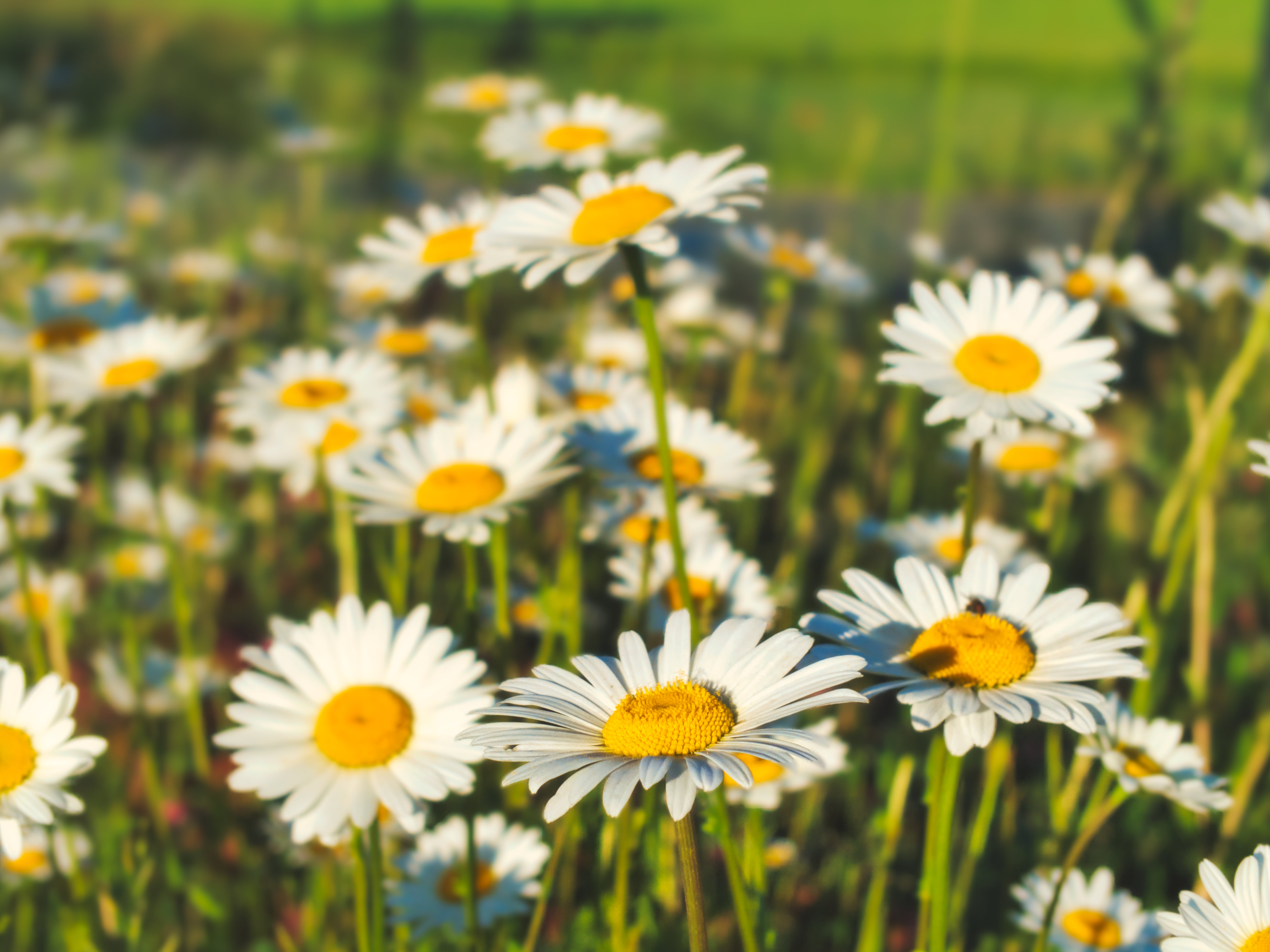 Chamomile Flowers Field Plants Macro