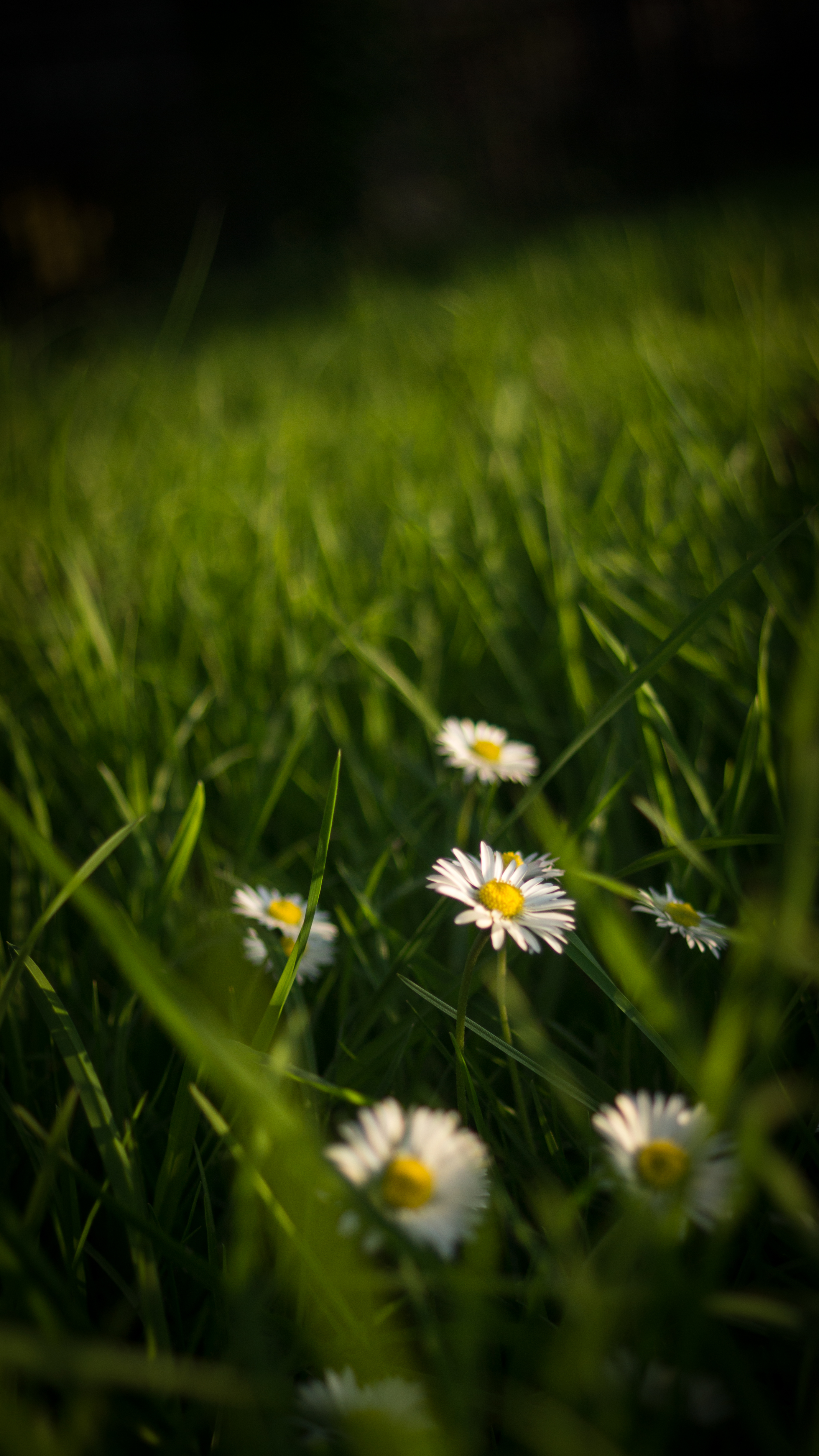 Chamomile Flowers Grass Plants Macro