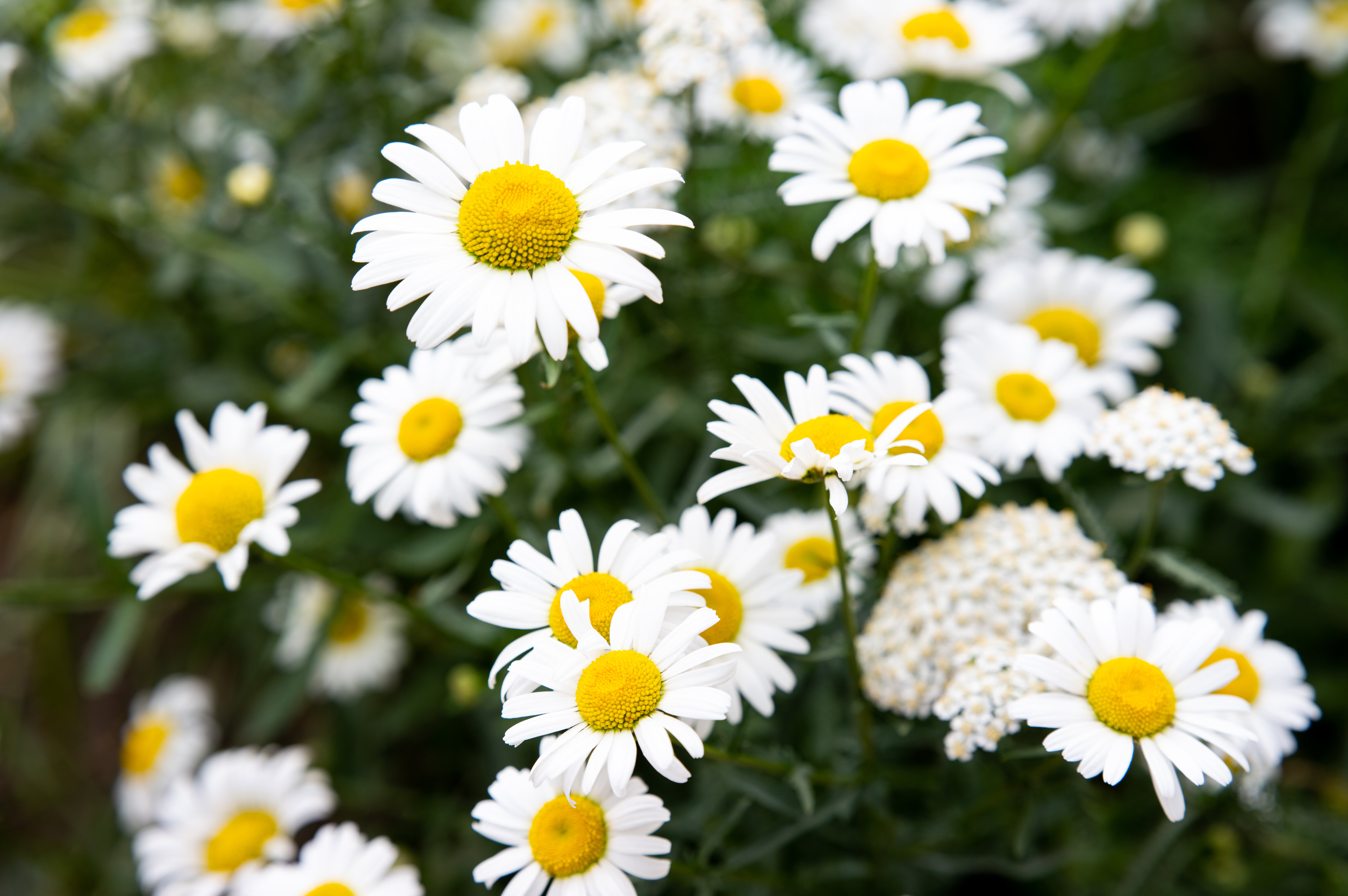 Chamomile Flowers Petals Macro White