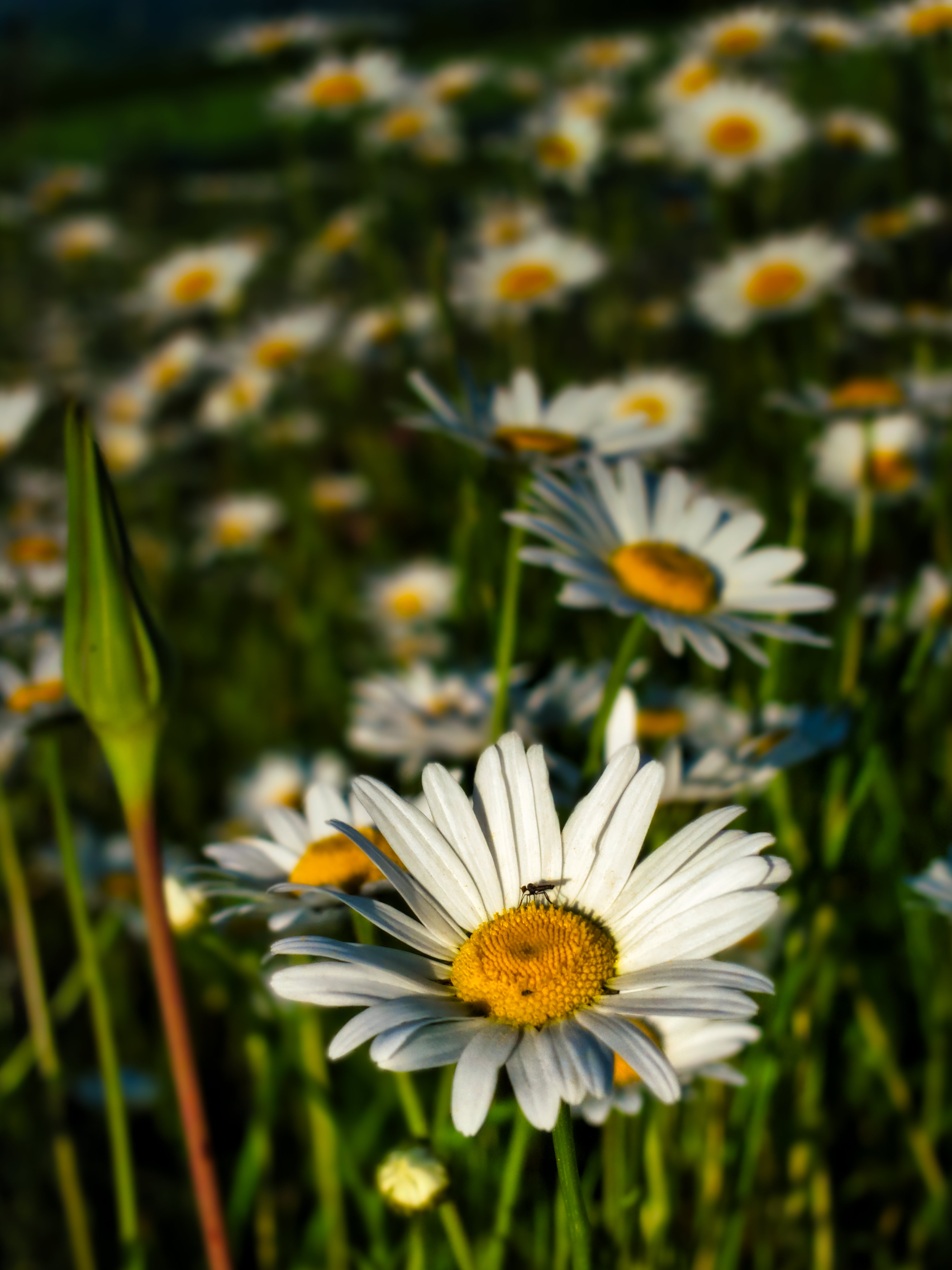 Chamomile Flowers Plants Macro Summer