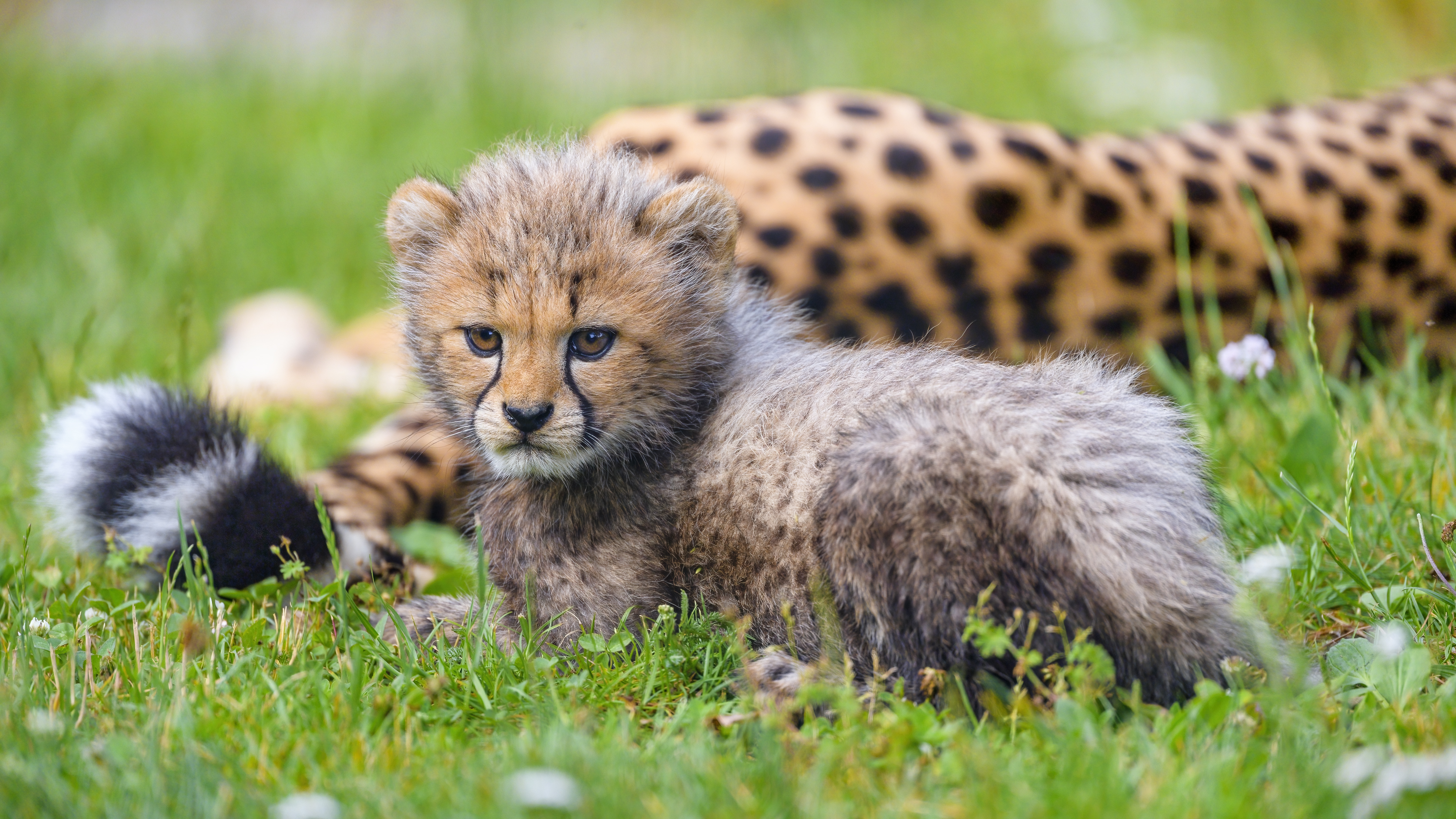 Cheetah Animal Cub Furry Cute