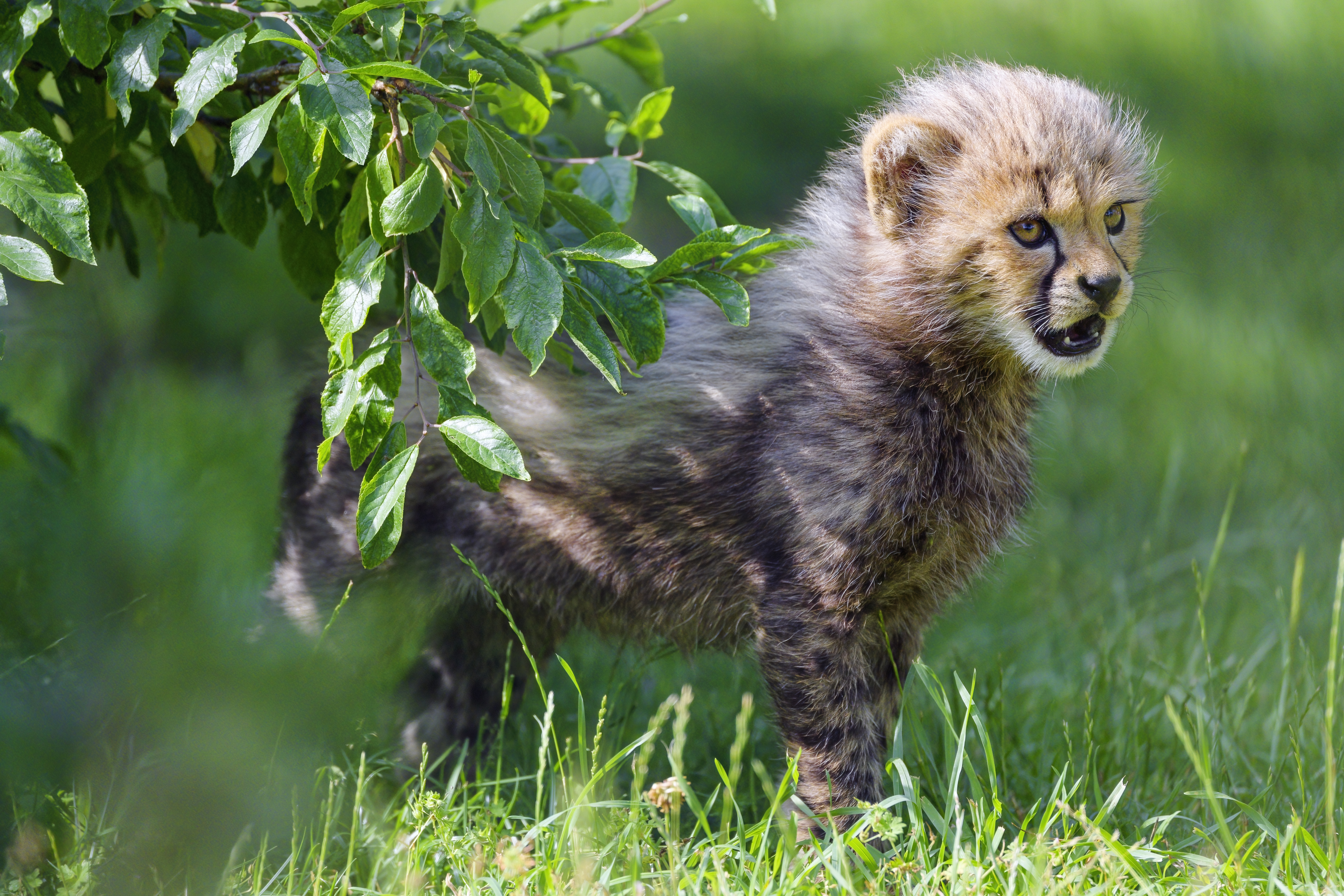 Cheetah Animal Cub Kitten Furry