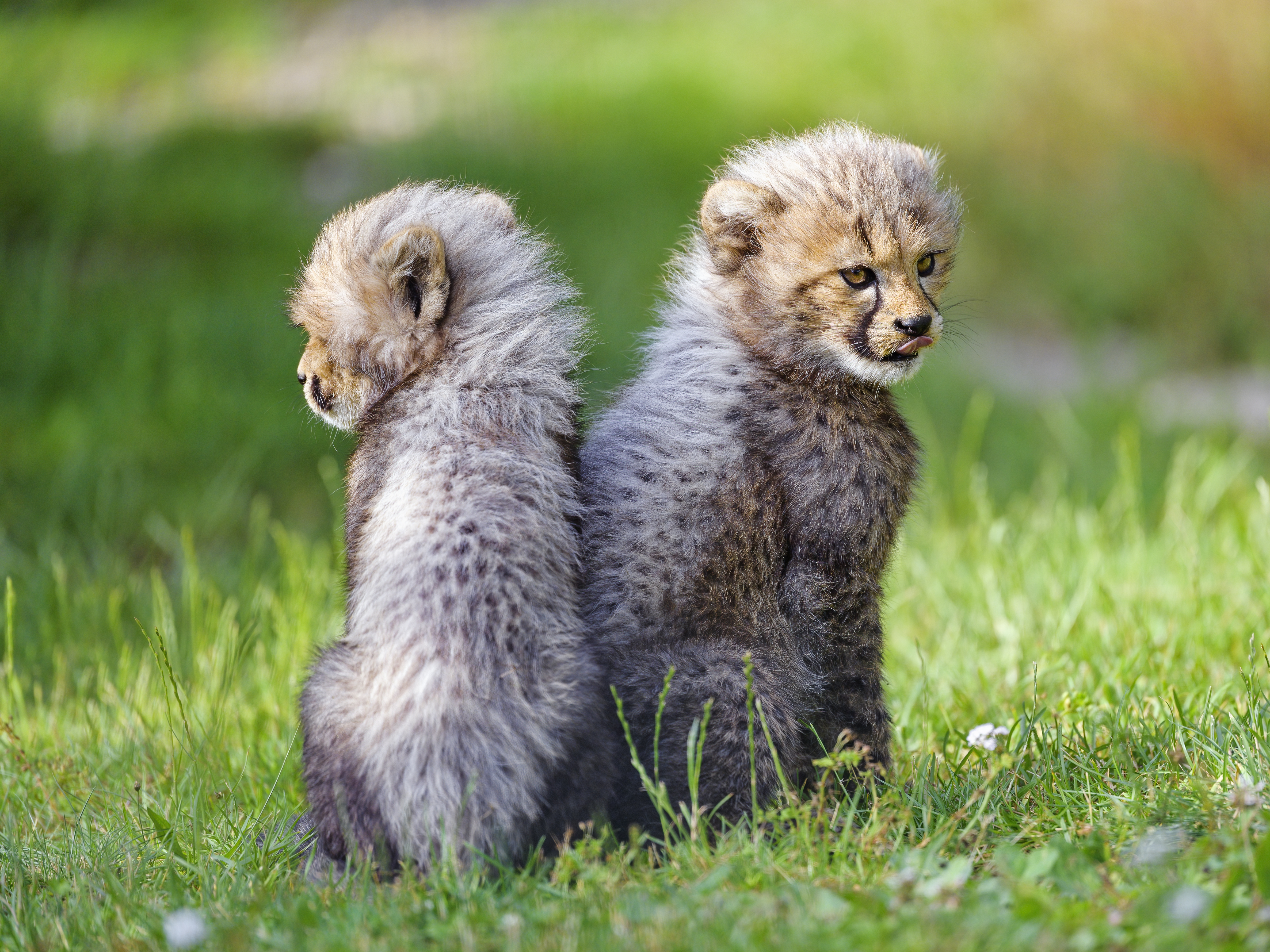 Cheetah Animal Cub Kitten Protruding-tongue Cute