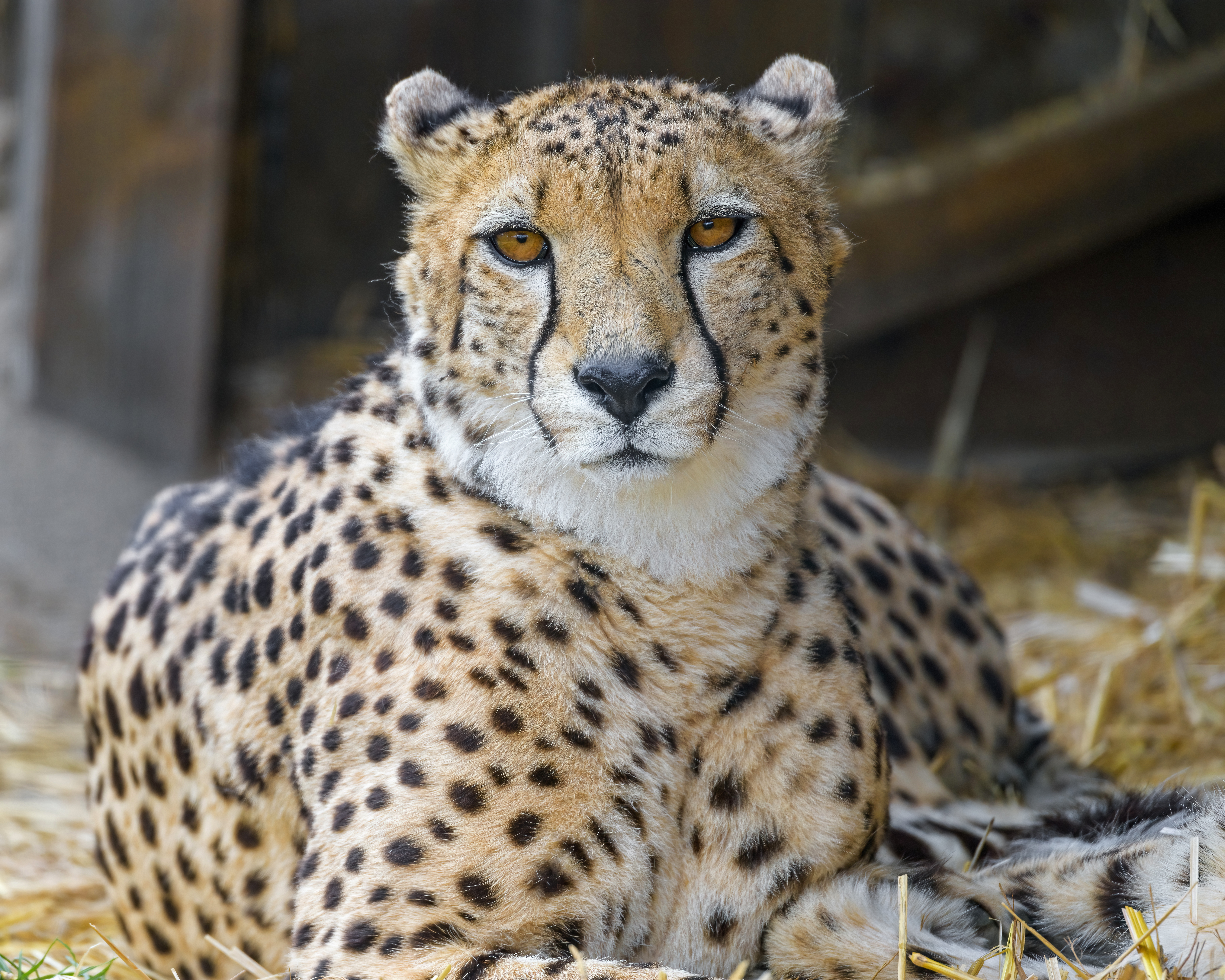 Cheetah Animal Glance Big-cat