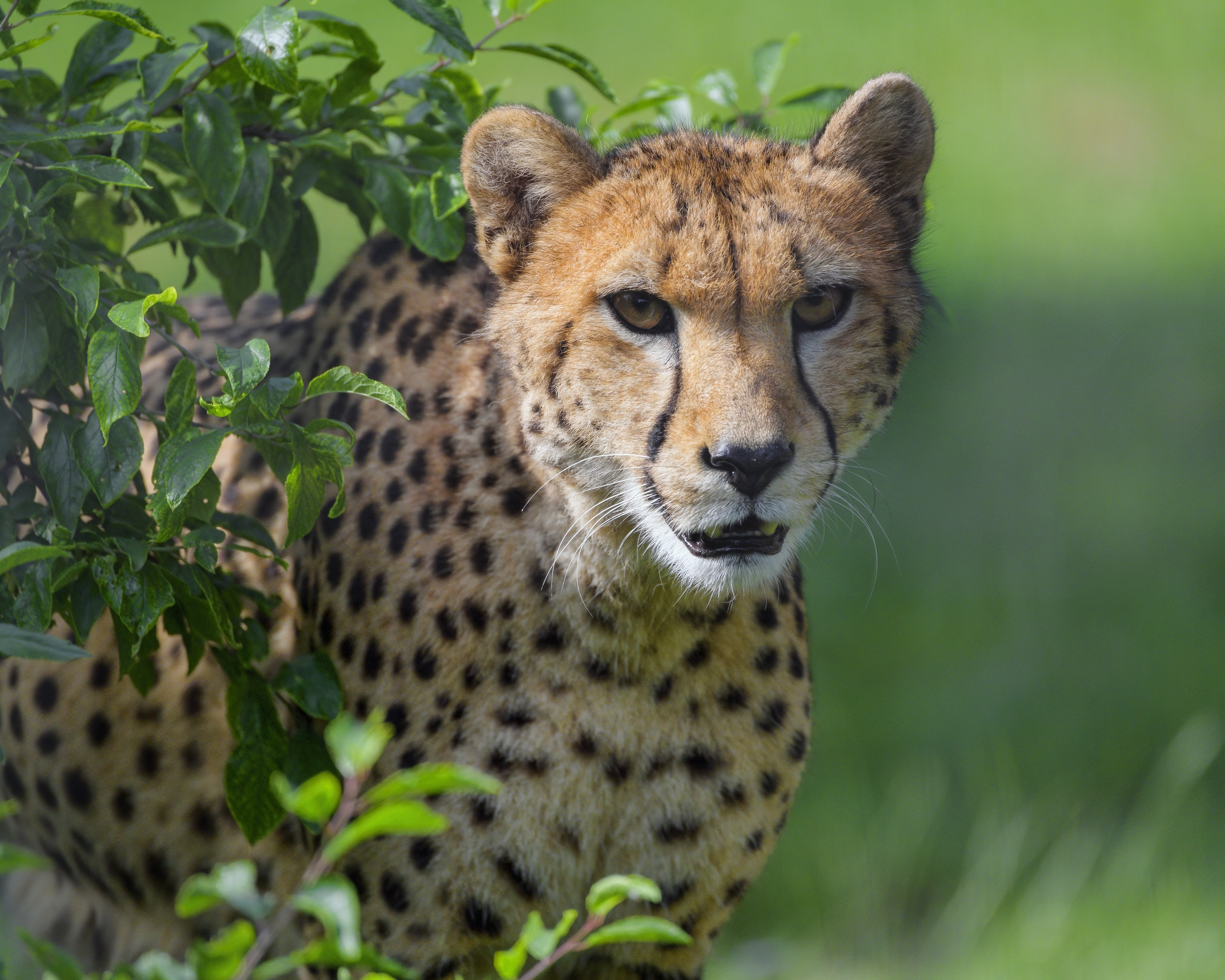 Cheetah Animal Glance Predator Big-cat