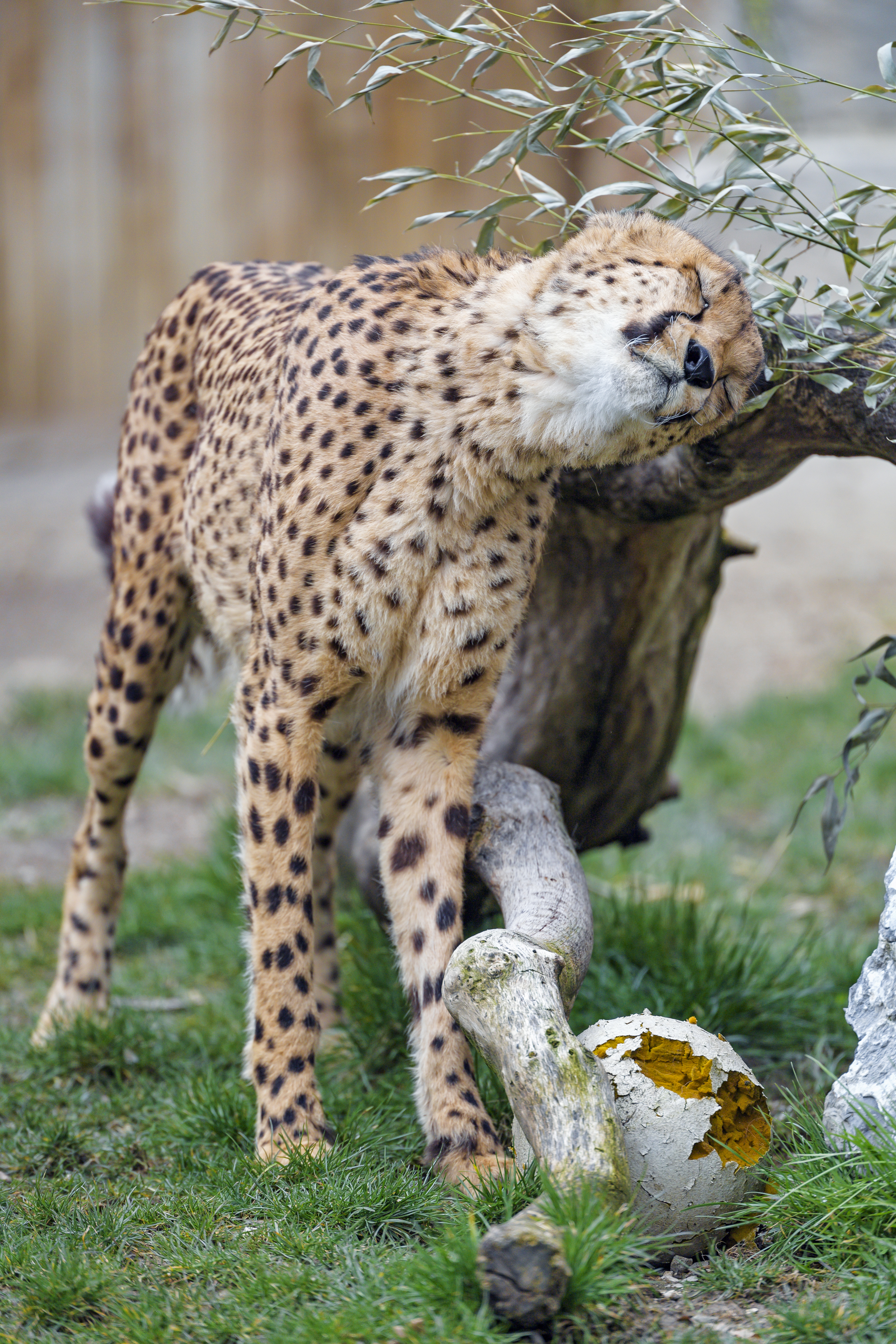 Cheetah Animal Predator Big-cat
