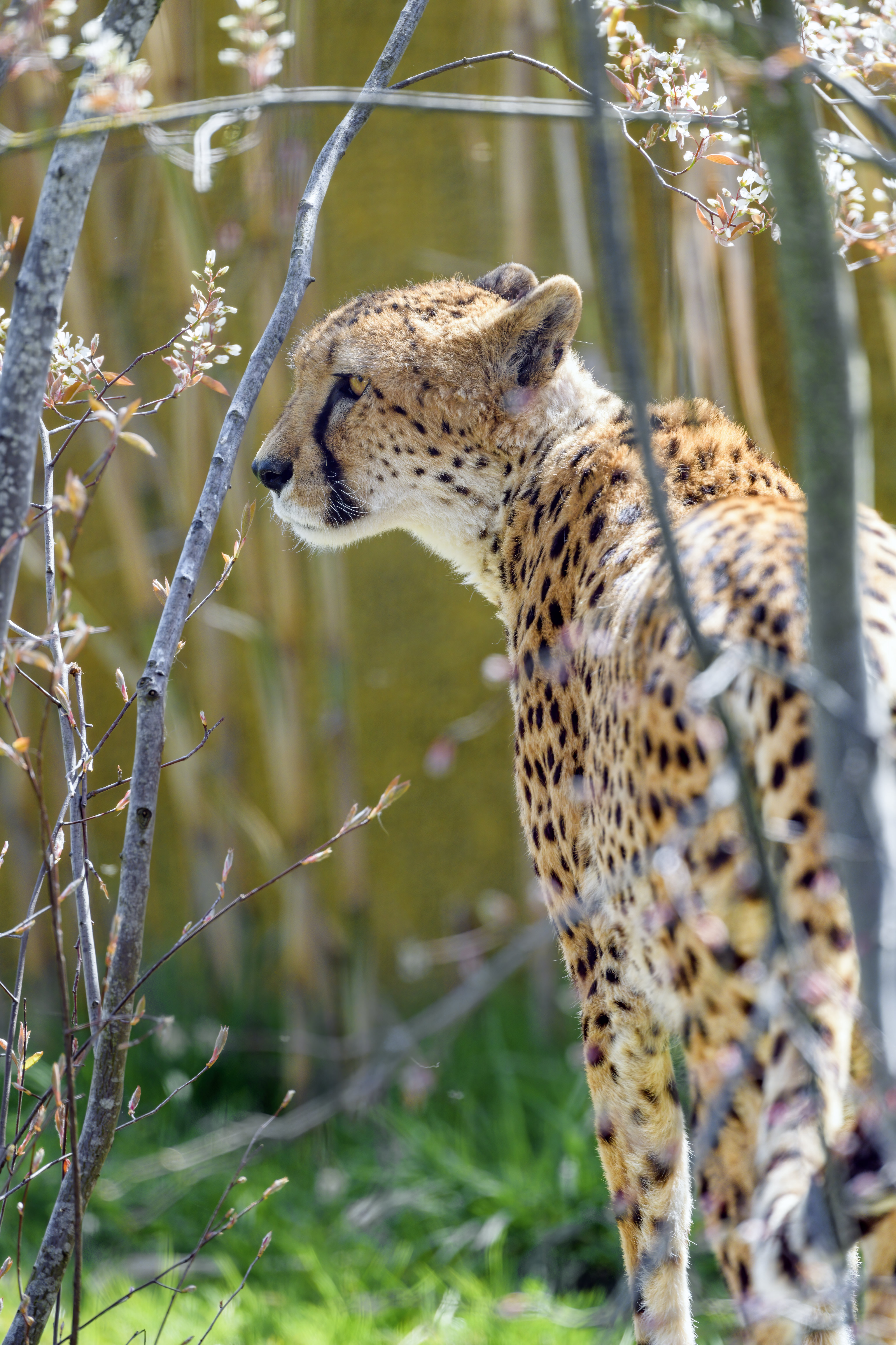 Cheetah Animal Predator Branch Wildlife