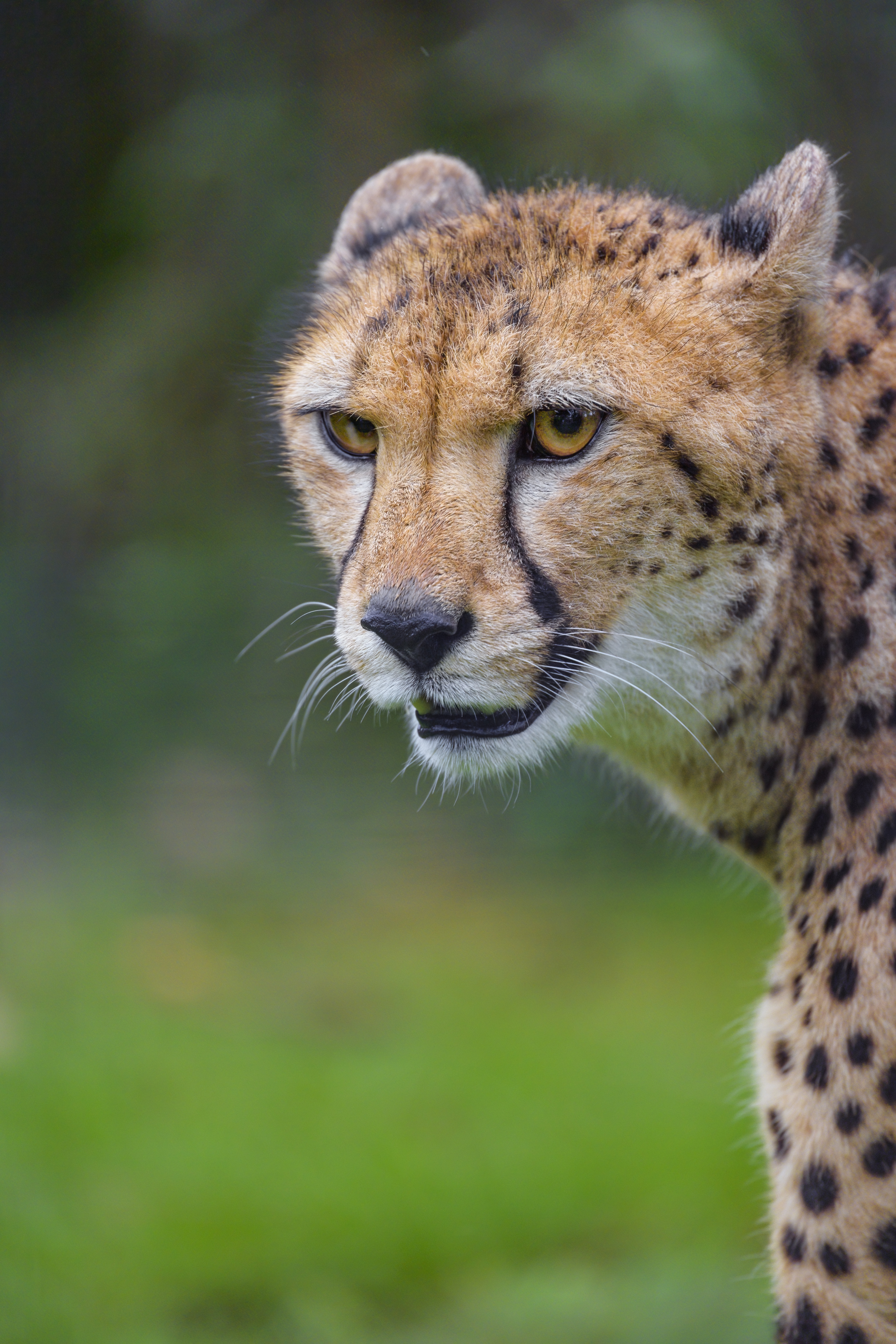 Cheetah Animal Predator Glance