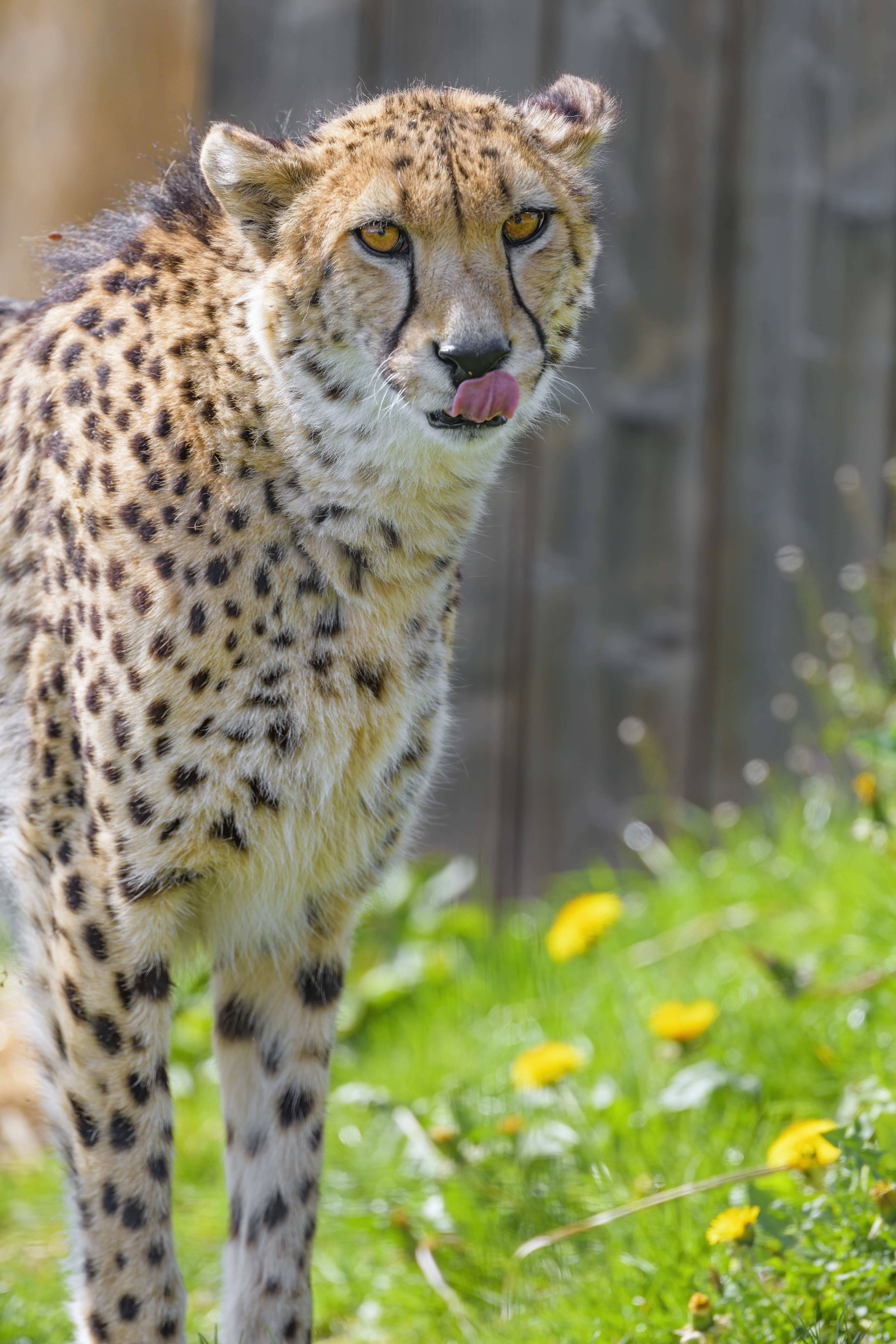 Cheetah Animal Predator Protruding-tongue Big-cat