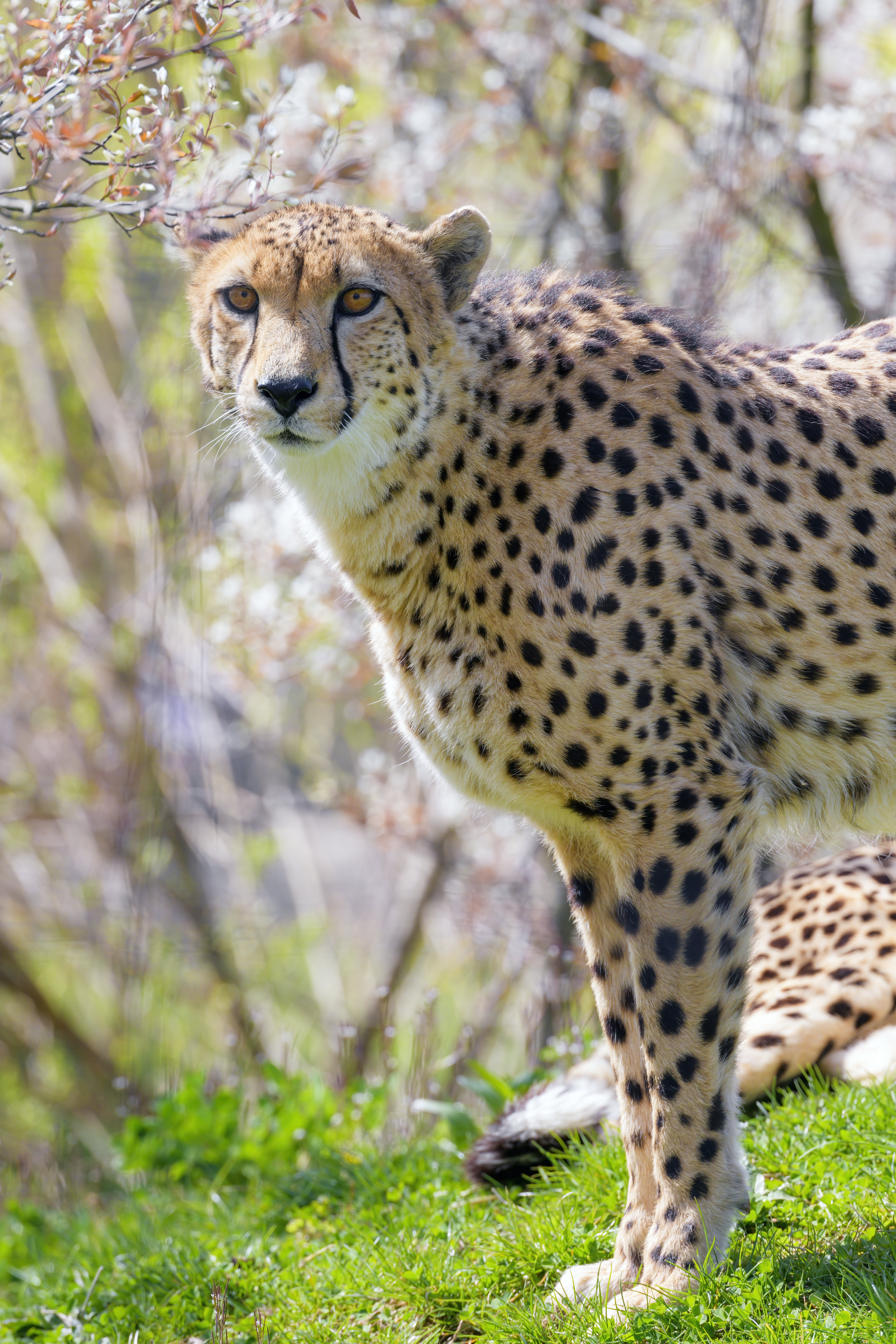 Cheetah Glance Animal Predator