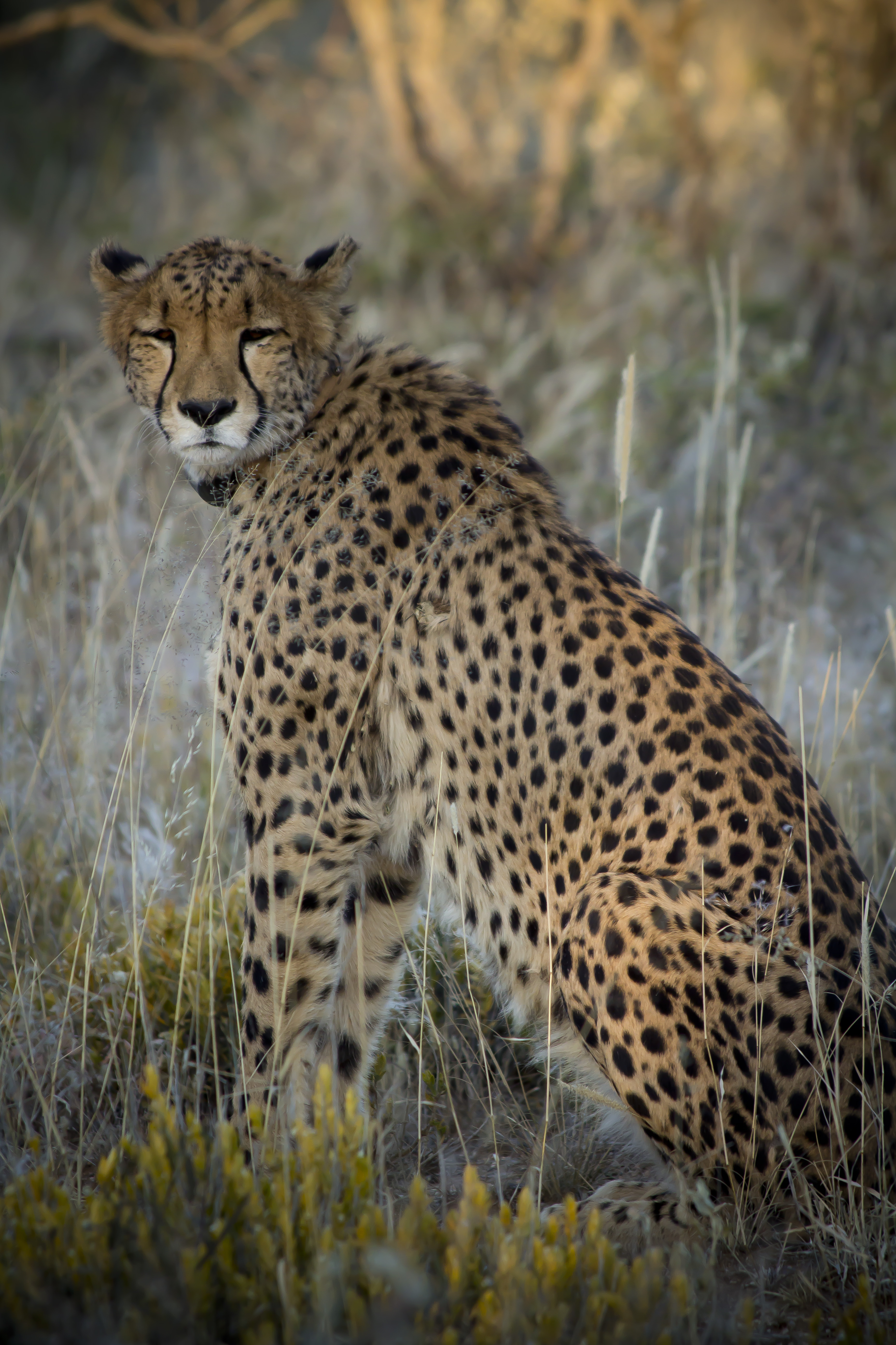 Cheetah Predator Animal Big-cat