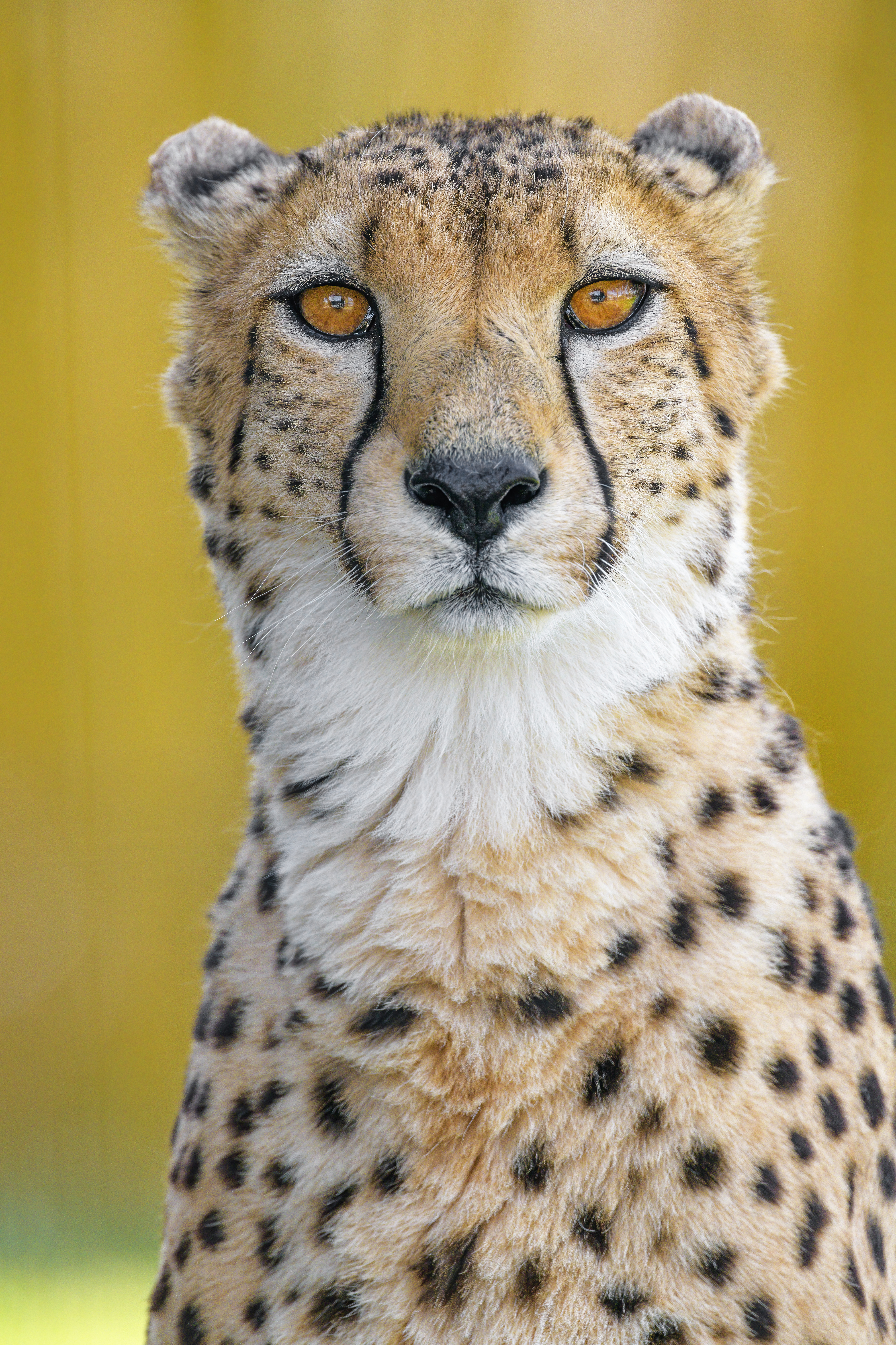 Cheetah Predator Animal Glance Big-cat