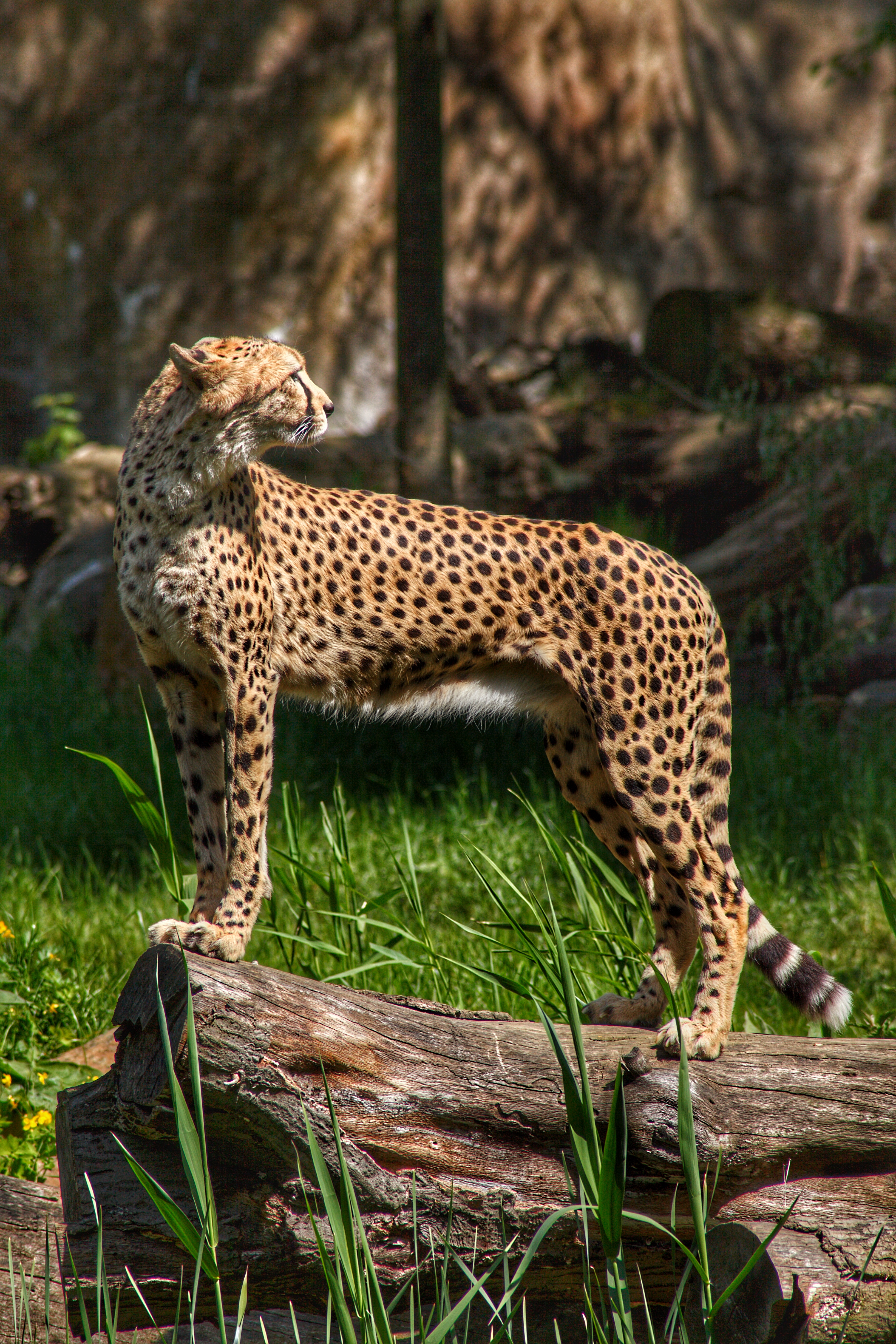 Cheetah Predator Animal Grass Wildlife