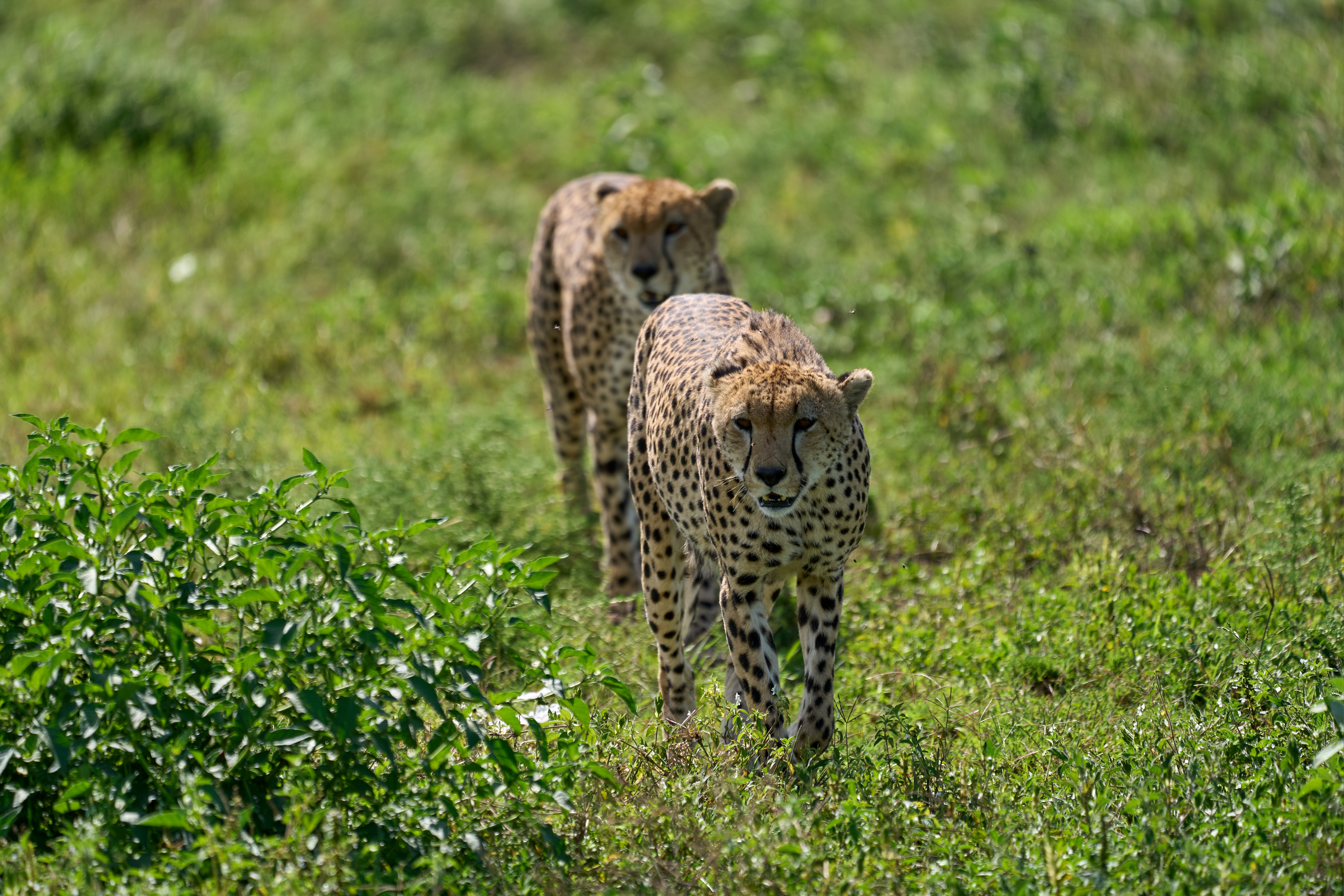 Cheetahs Animals Predators Greenery Wildlife