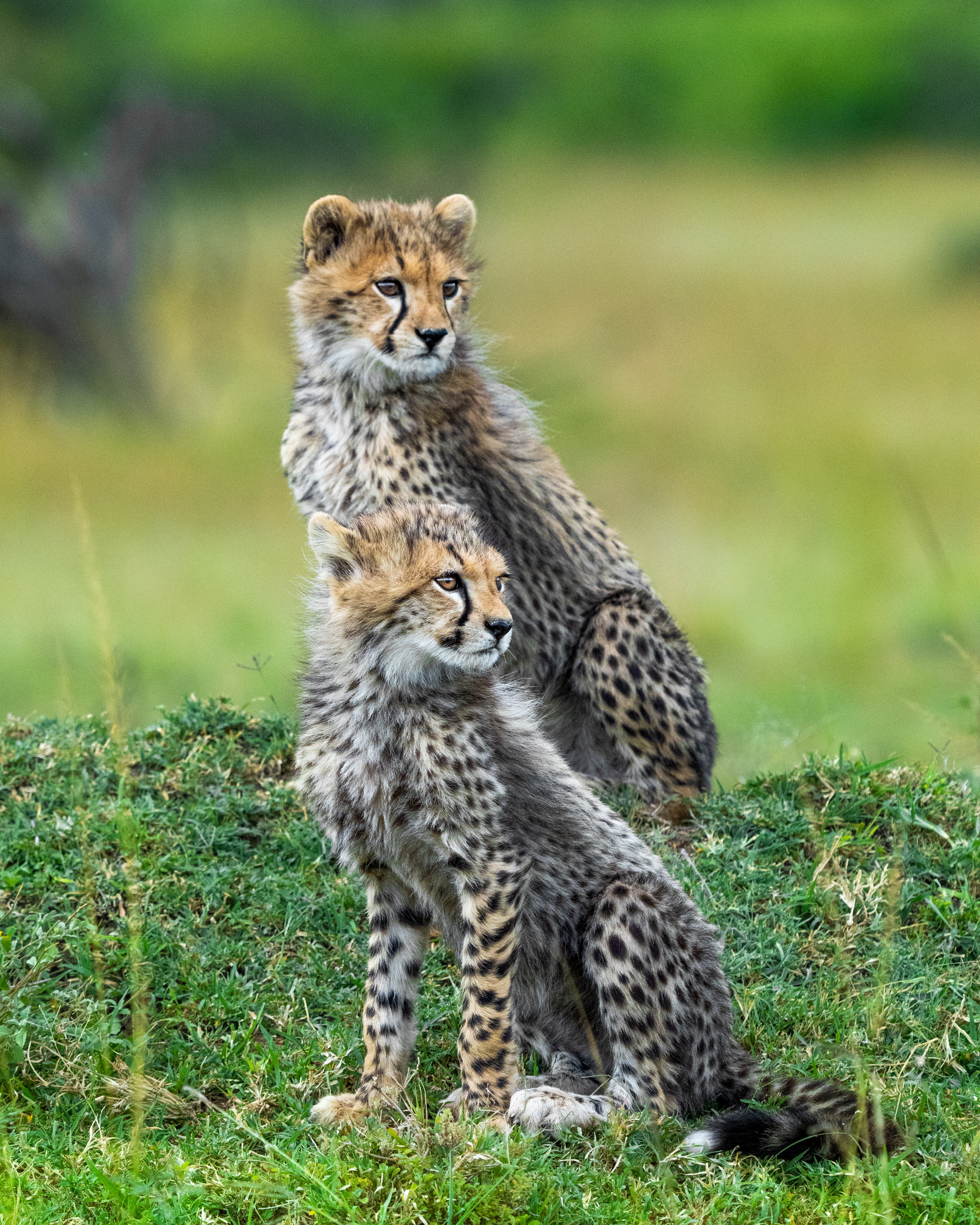 Cheetahs Animals Predators Wildlife