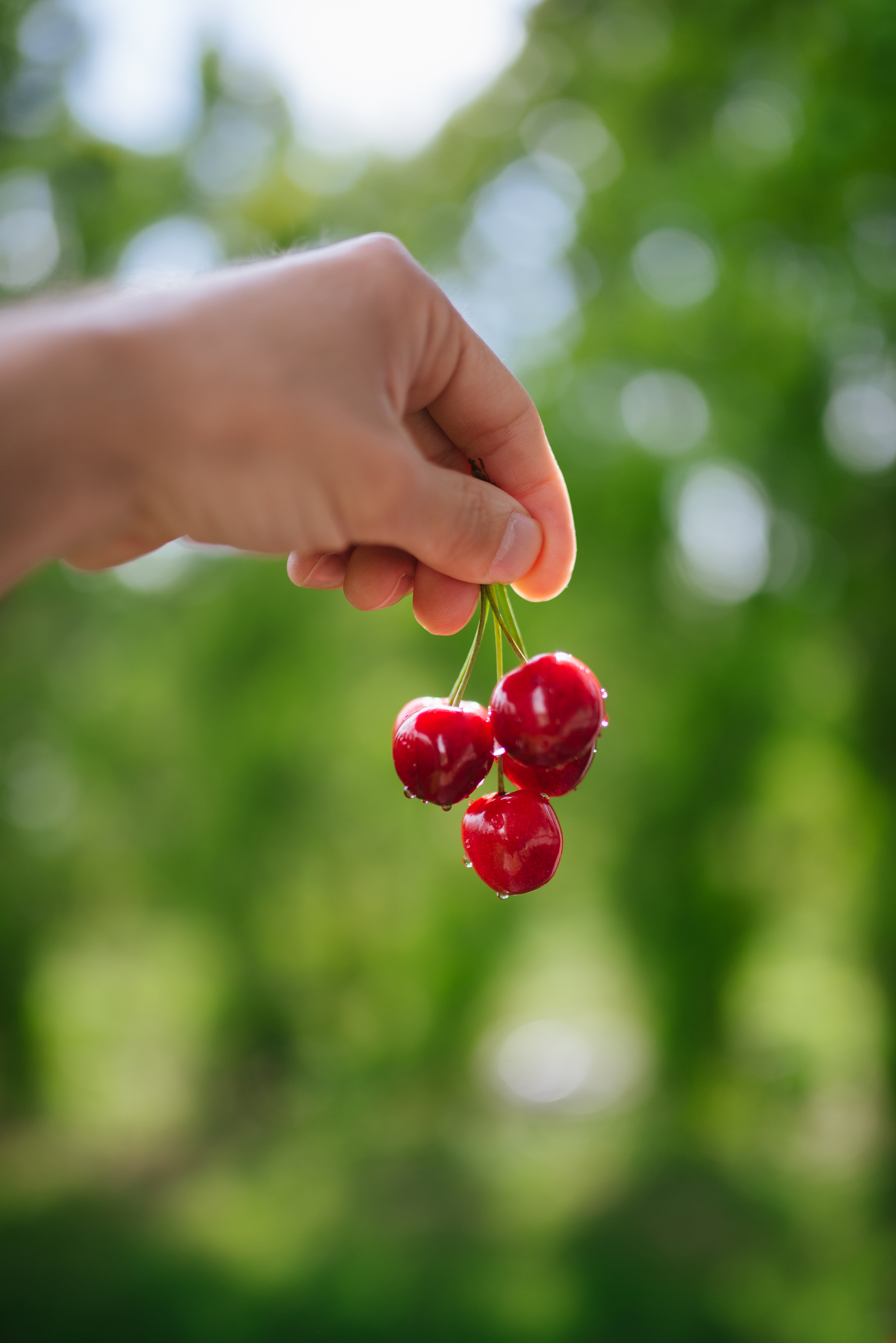 Cherry Berries Hand Macro