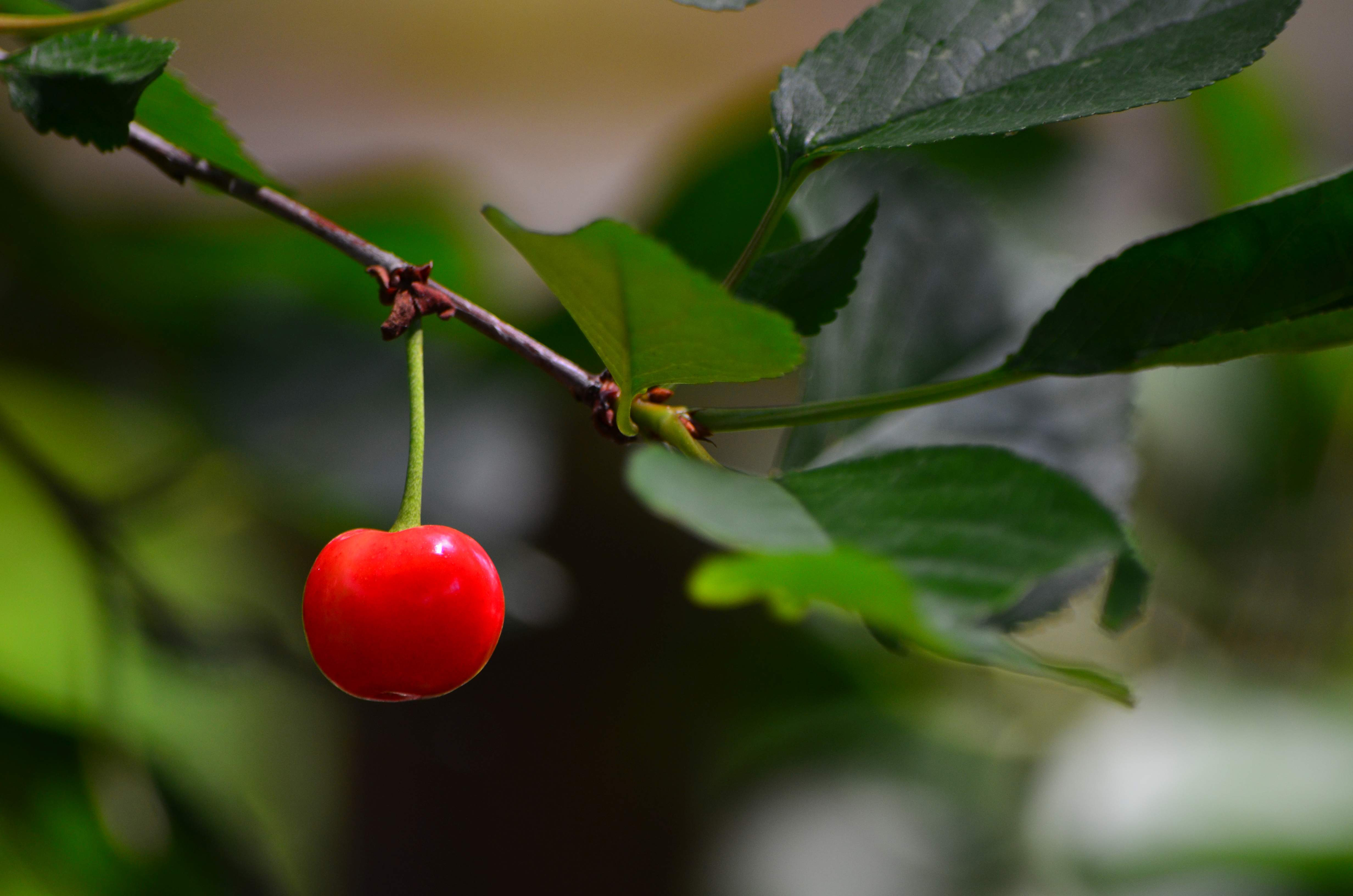 Cherry Berry Leaves Branch Macro