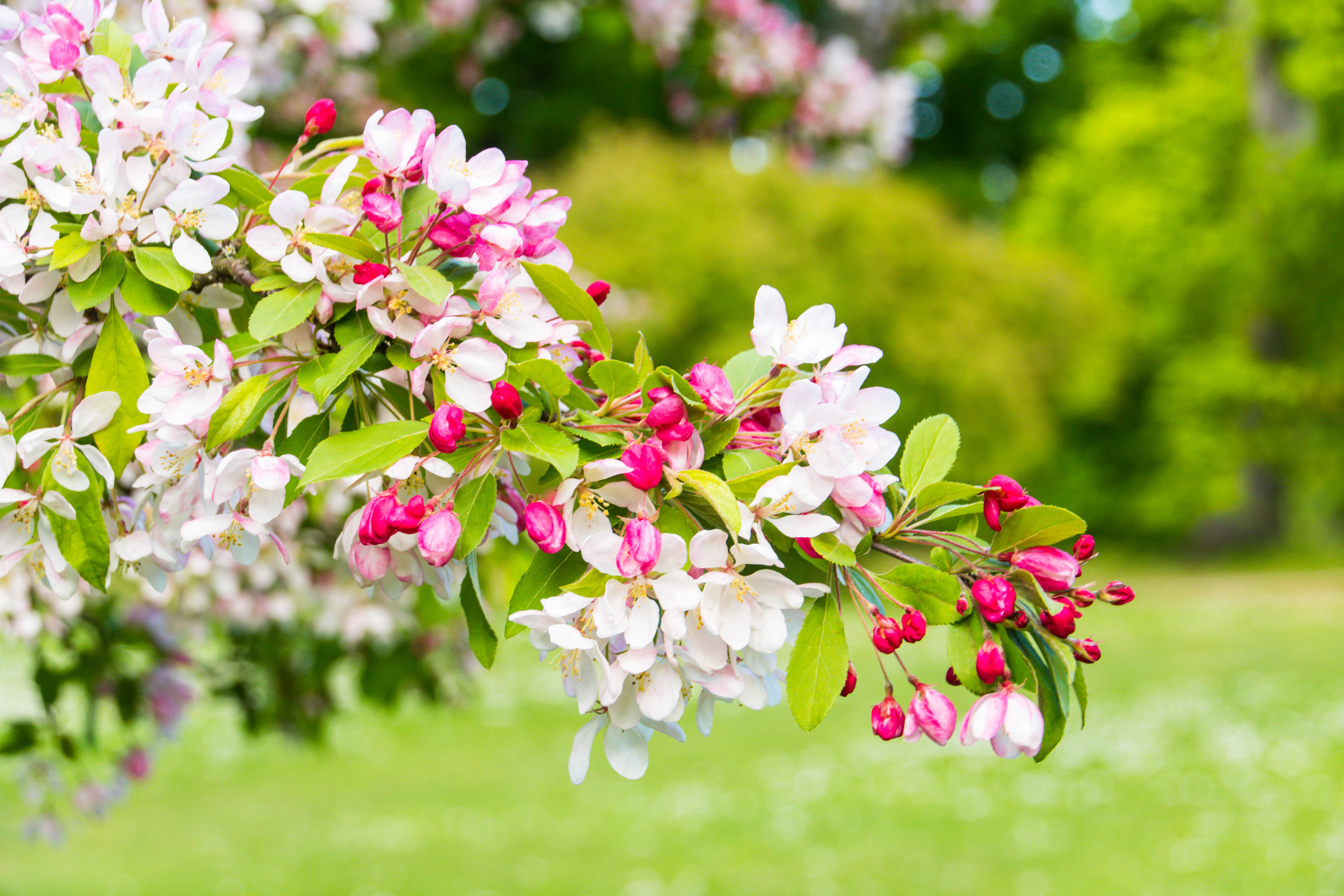 Cherry Flowers Petals Branch Pink Macro