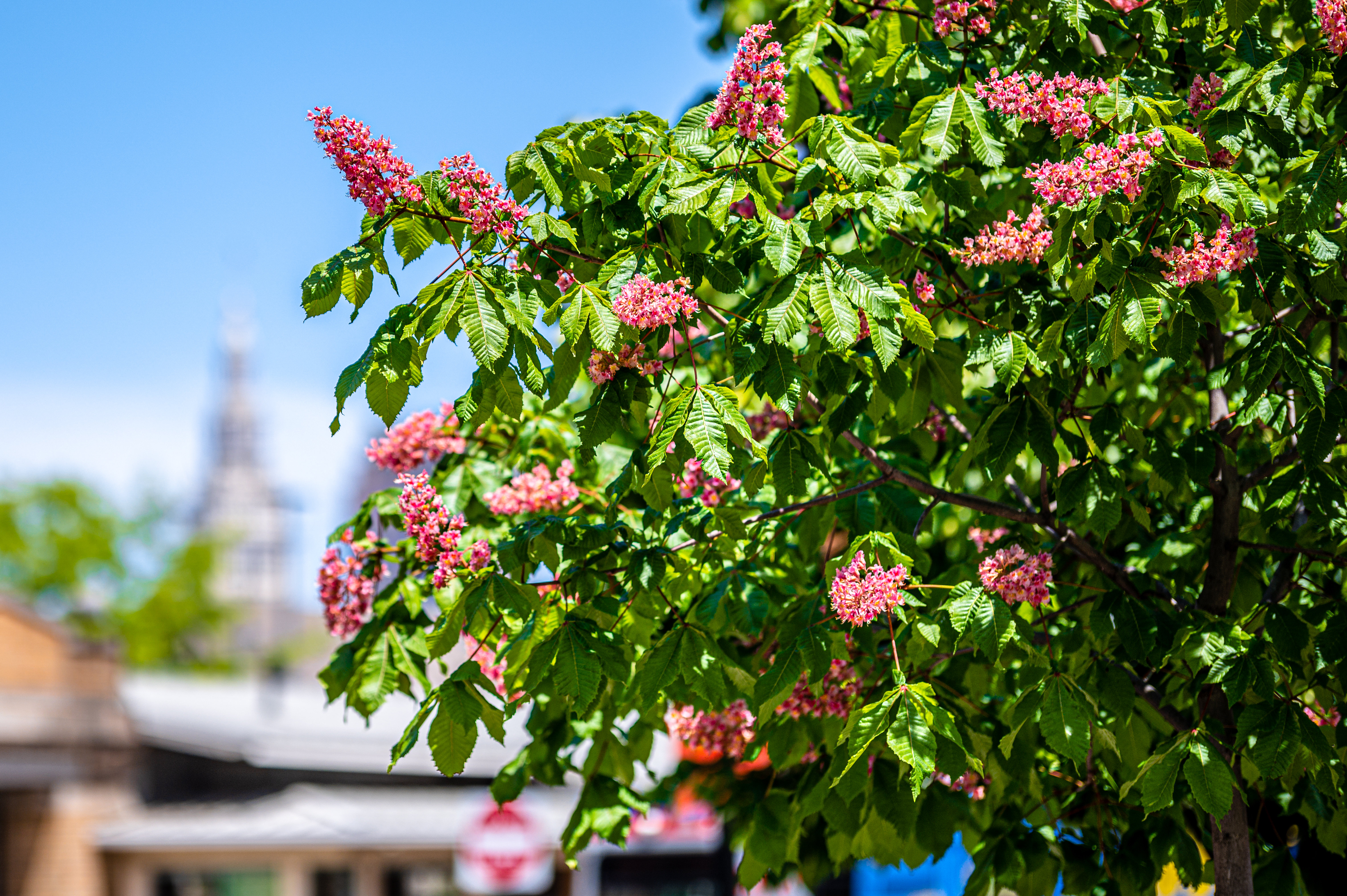 Chestnut Tree Flowers Bloom Spring