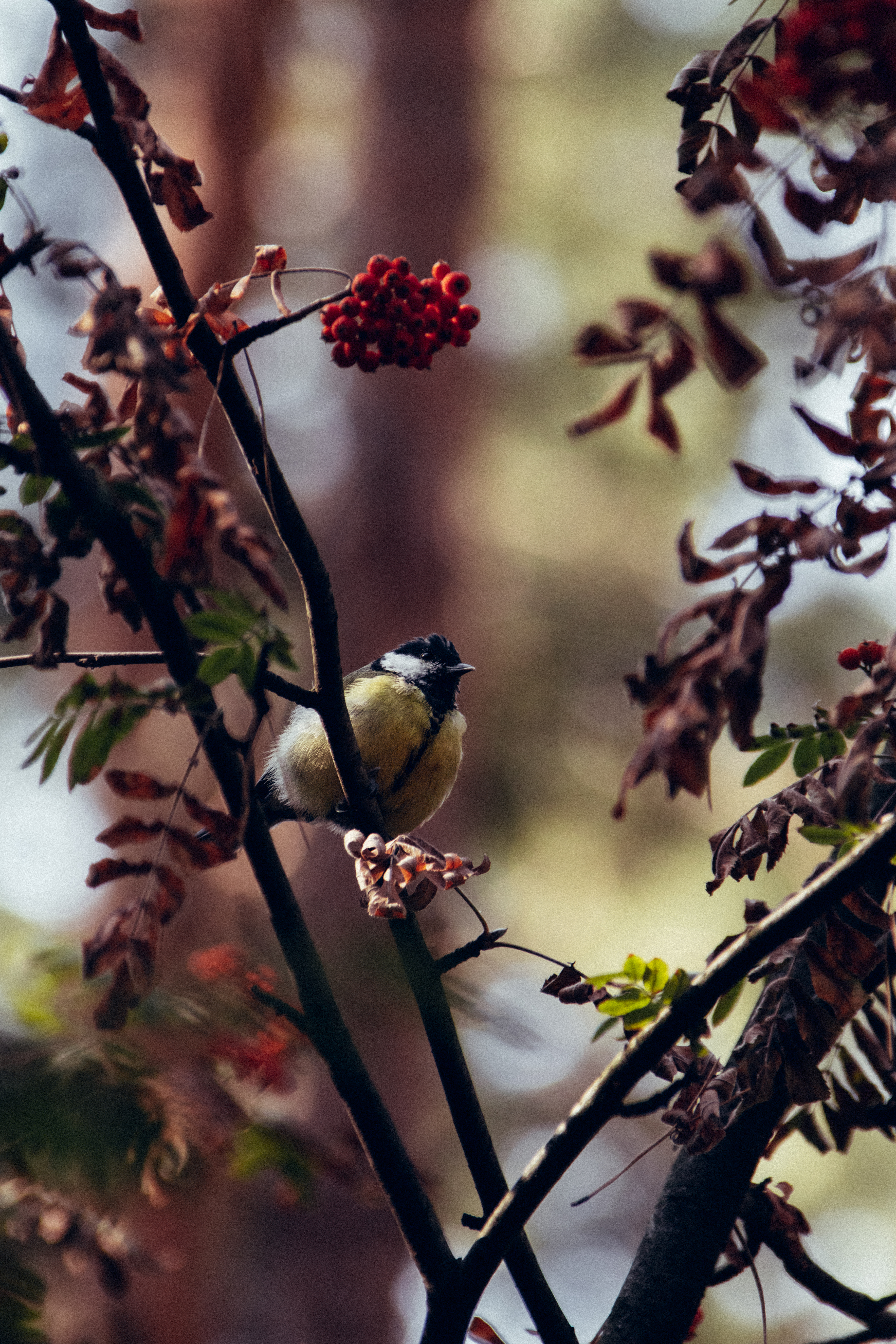 Chickadee Bird Branches Rowan Berries