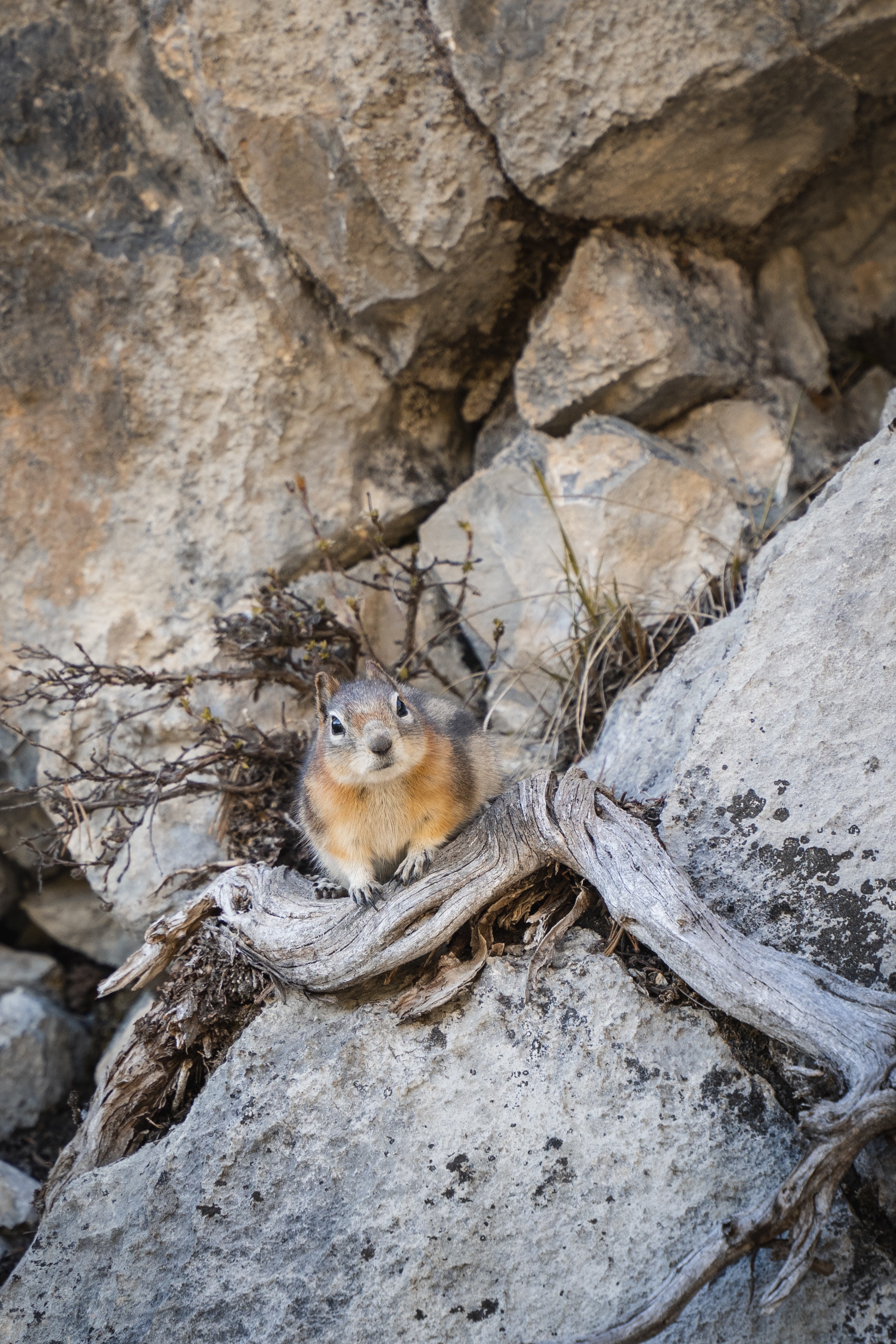 Chipmunk Animal Rocks Wildlife